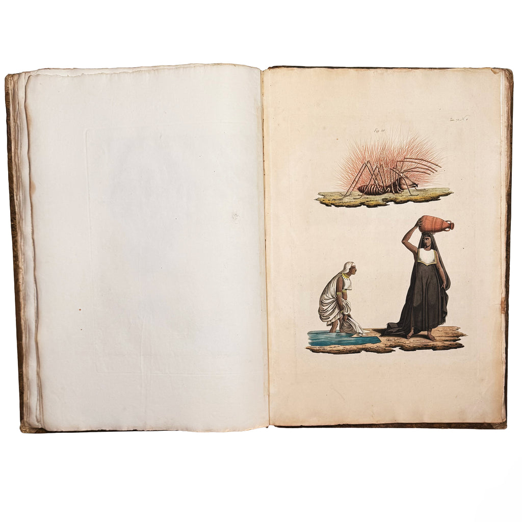 Atlante monumentale del Basso e dell'Alto Egitto by Segato, Girolamo; Valeriani, Domenico: a singularly preserved detail from the 1837 illustrated wonders copy