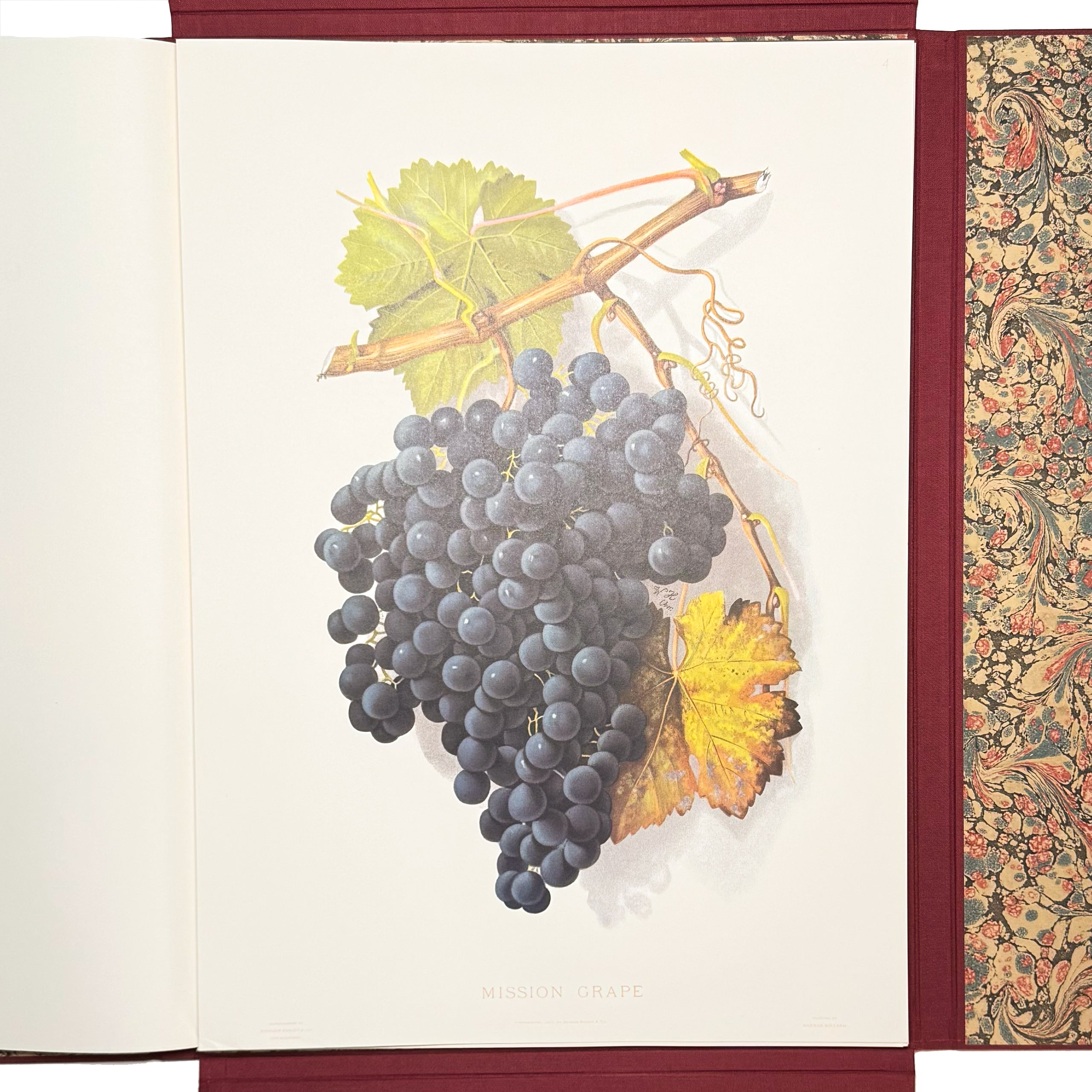Grapes And Grape Vines Of California by Bosqui, Edward: a delicate visual nuance of the 1980 (1877) wine & viticulture copy