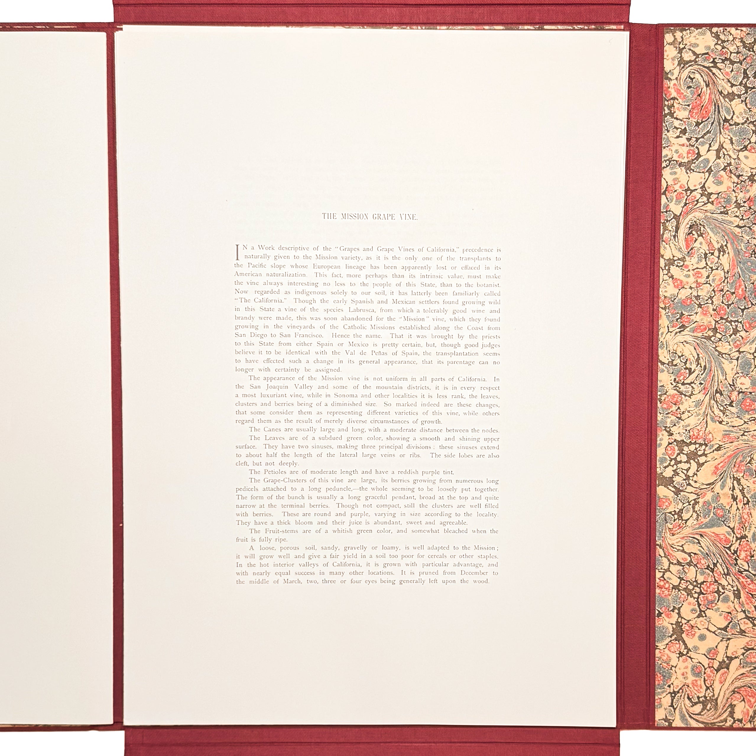 Grapes And Grape Vines Of California by Bosqui, Edward: a precious visual instance of the 1980 (1877) wine & viticulture text