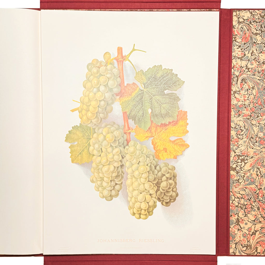 Grapes And Grape Vines Of California by Bosqui, Edward: an uncommon representative view of the 1980 (1877) wine & viticulture exemplar