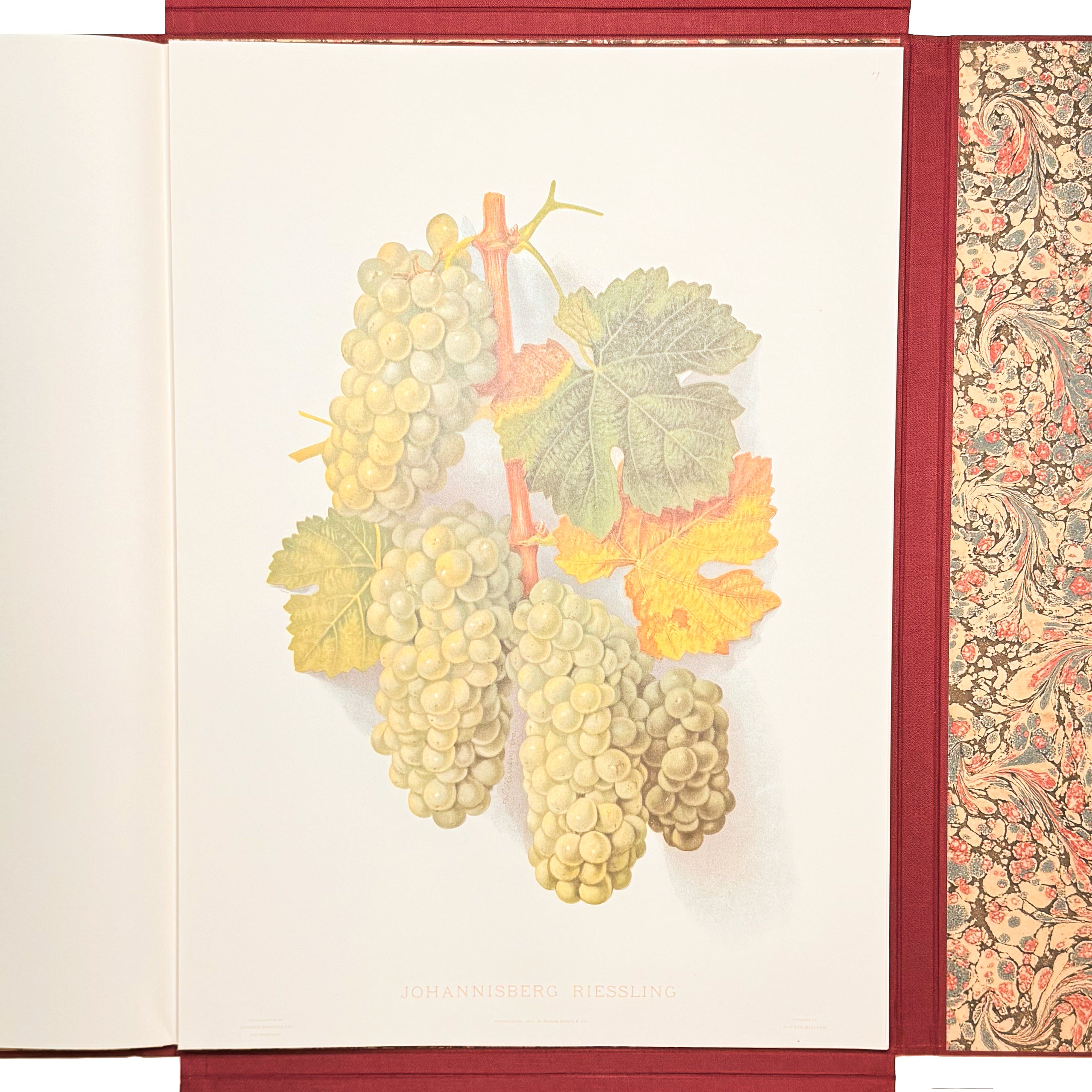 Grapes And Grape Vines Of California by Bosqui, Edward: an uncommon representative view of the 1980 (1877) wine & viticulture exemplar