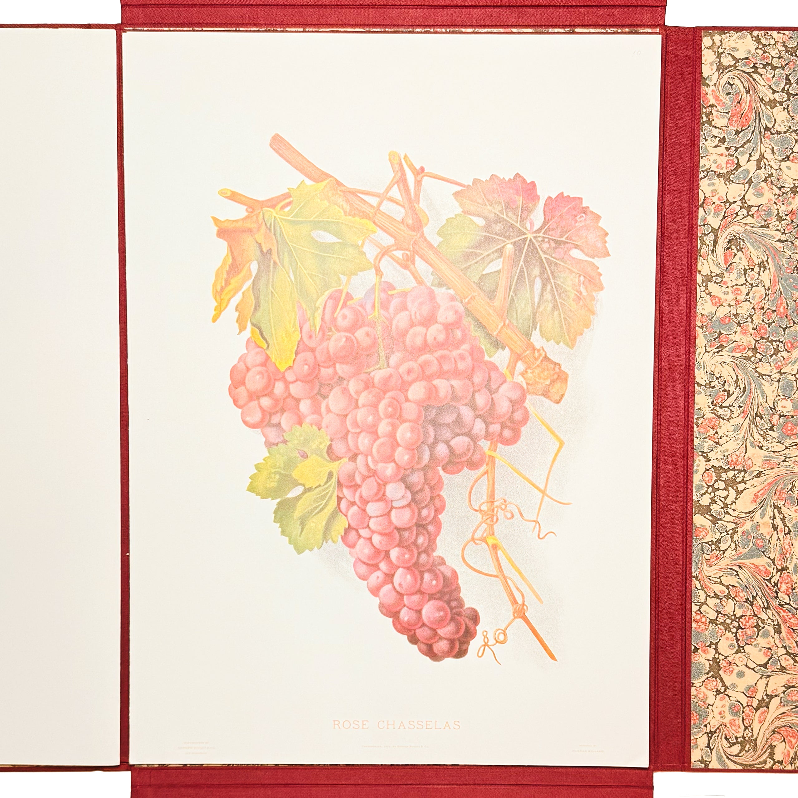 Grapes And Grape Vines Of California by Bosqui, Edward: an exceptional example from the 1980 (1877) wine & viticulture edition