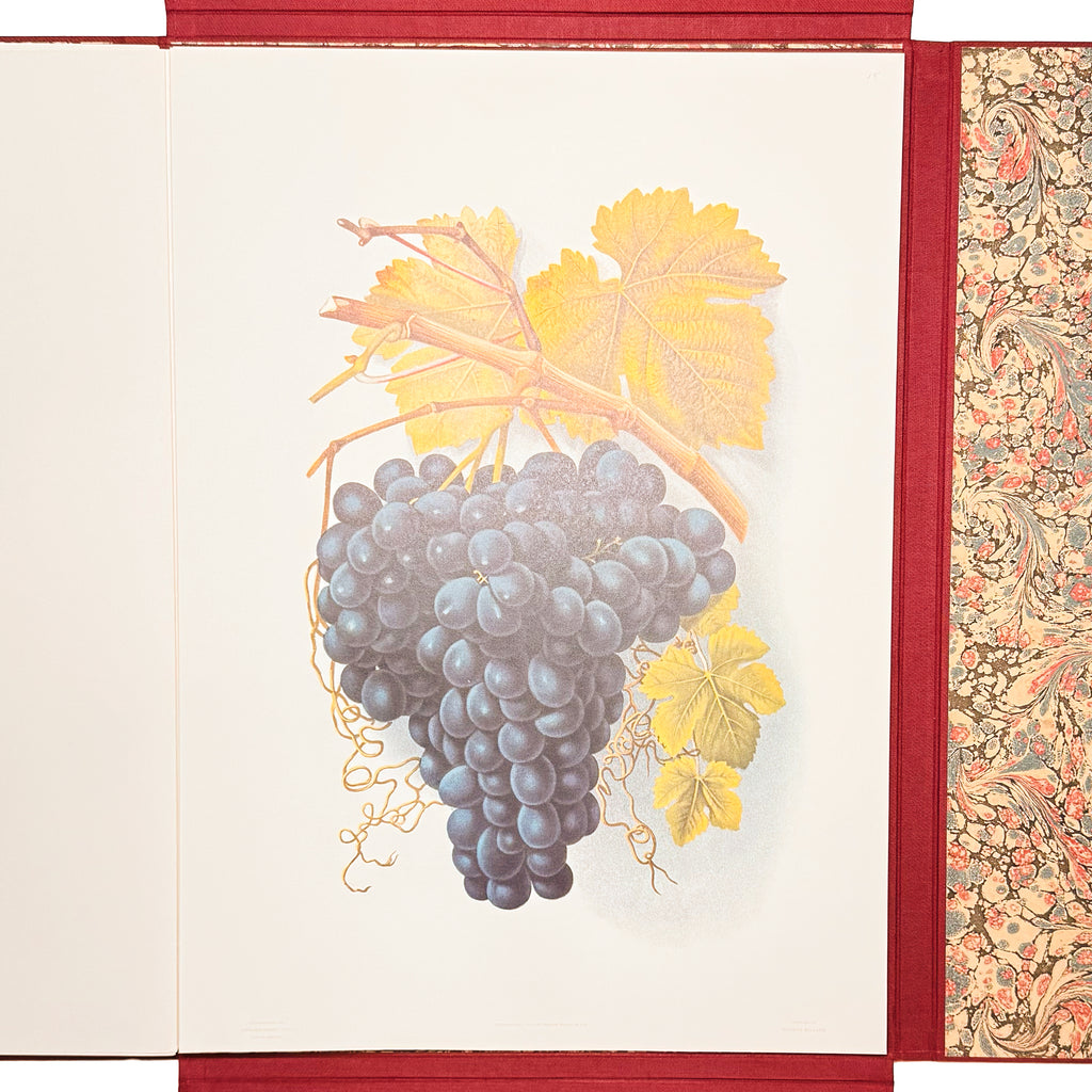 Grapes And Grape Vines Of California by Bosqui, Edward: a rare visual excerpt of the 1980 (1877) wine & viticulture treatise