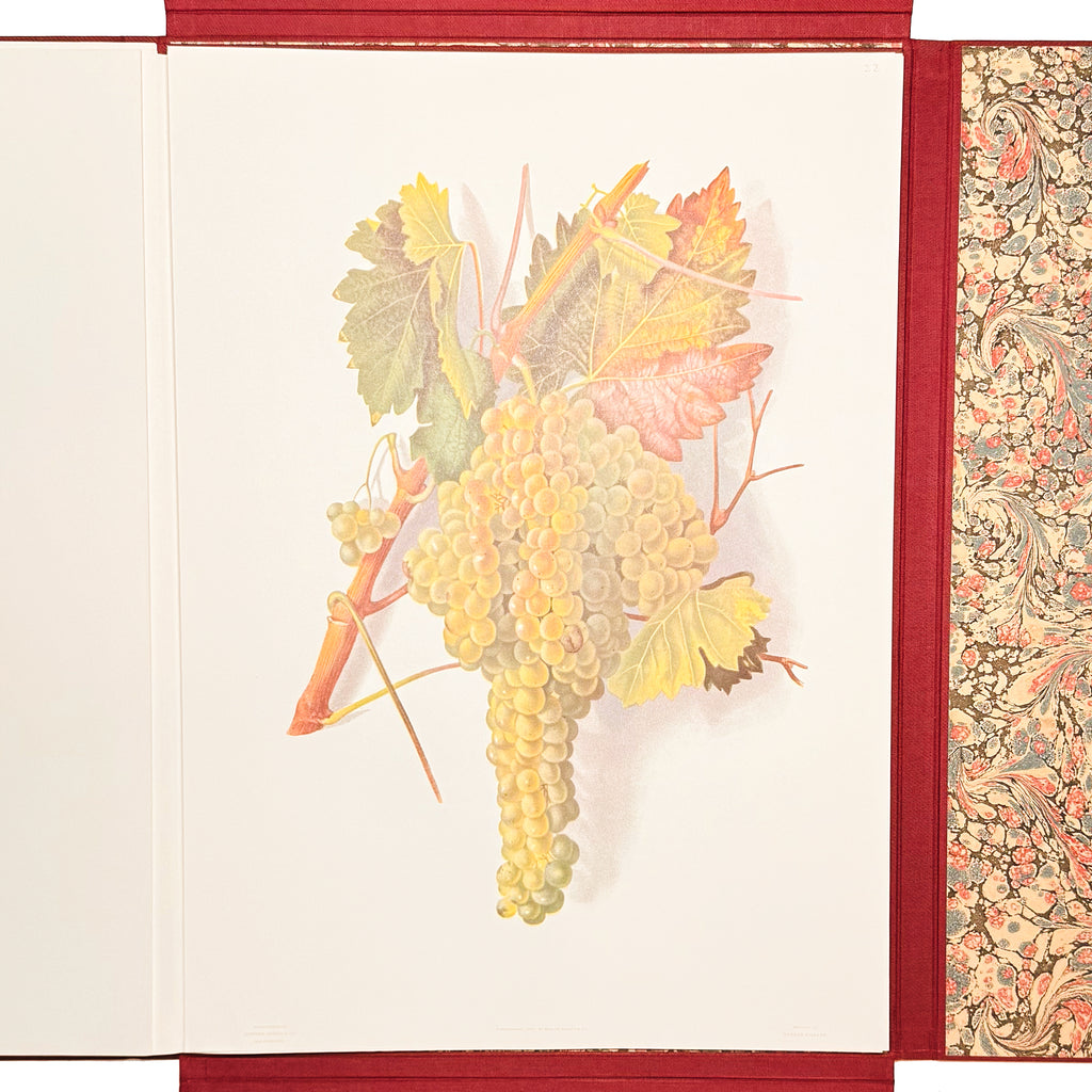 Grapes And Grape Vines Of California by Bosqui, Edward: an exceptional example from the 1980 (1877) wine & viticulture edition