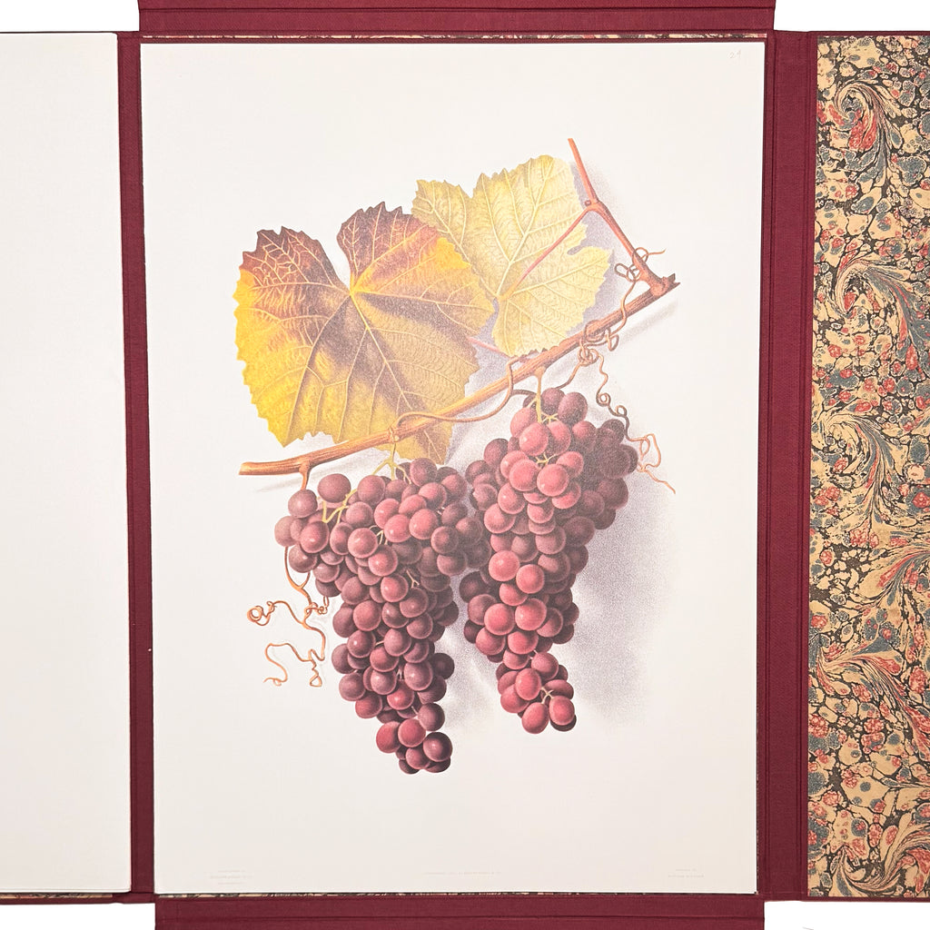 Grapes And Grape Vines Of California by Bosqui, Edward: a singularly preserved detail from the 1980 (1877) wine & viticulture work