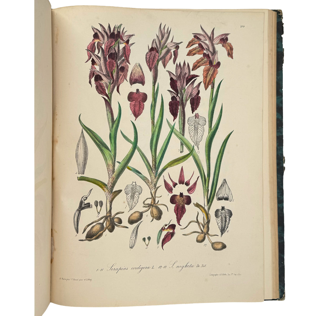 Iconographie des Orchidées by Barla, Jean-Baptiste: a rare glimpse into the 1868 illustrated science publication