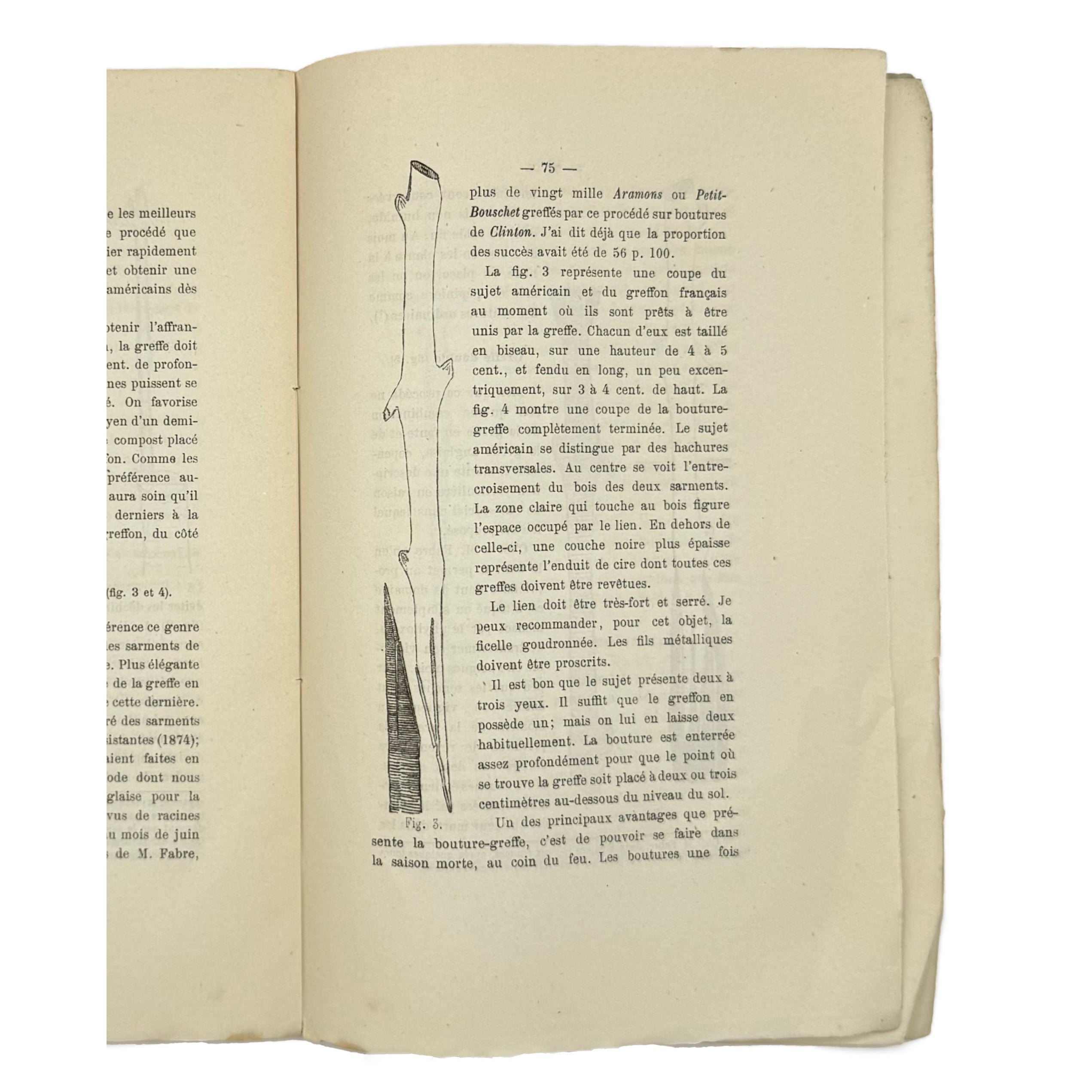 La Question Des Vignes Americaines by Millardet, Alexis, a rare captivating detail of the 1877 - wine book.