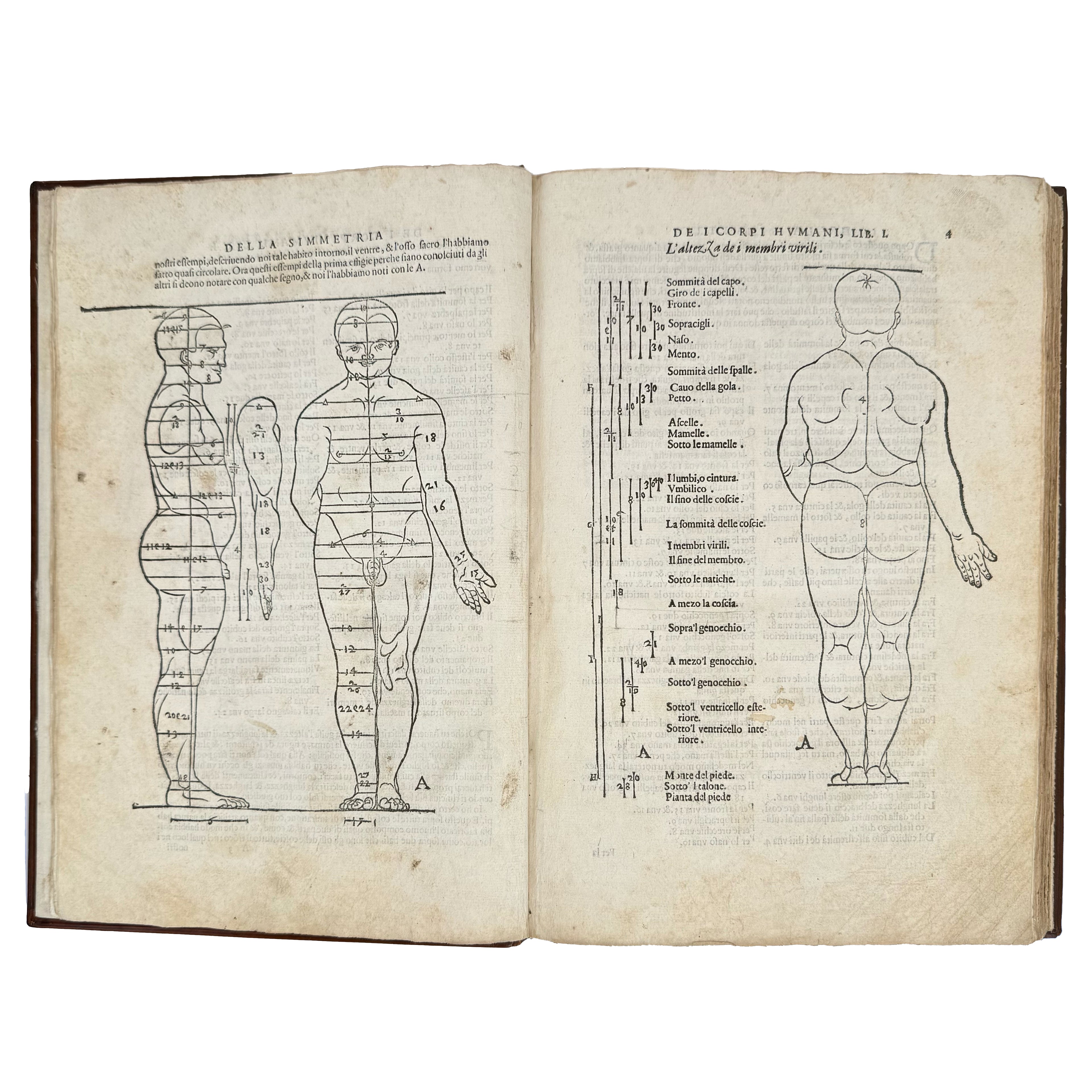 Della simmetria dei corpi humani by Dürer, Albrecht: a scarce illustrative detail of the 1591 illustrated wonders publication