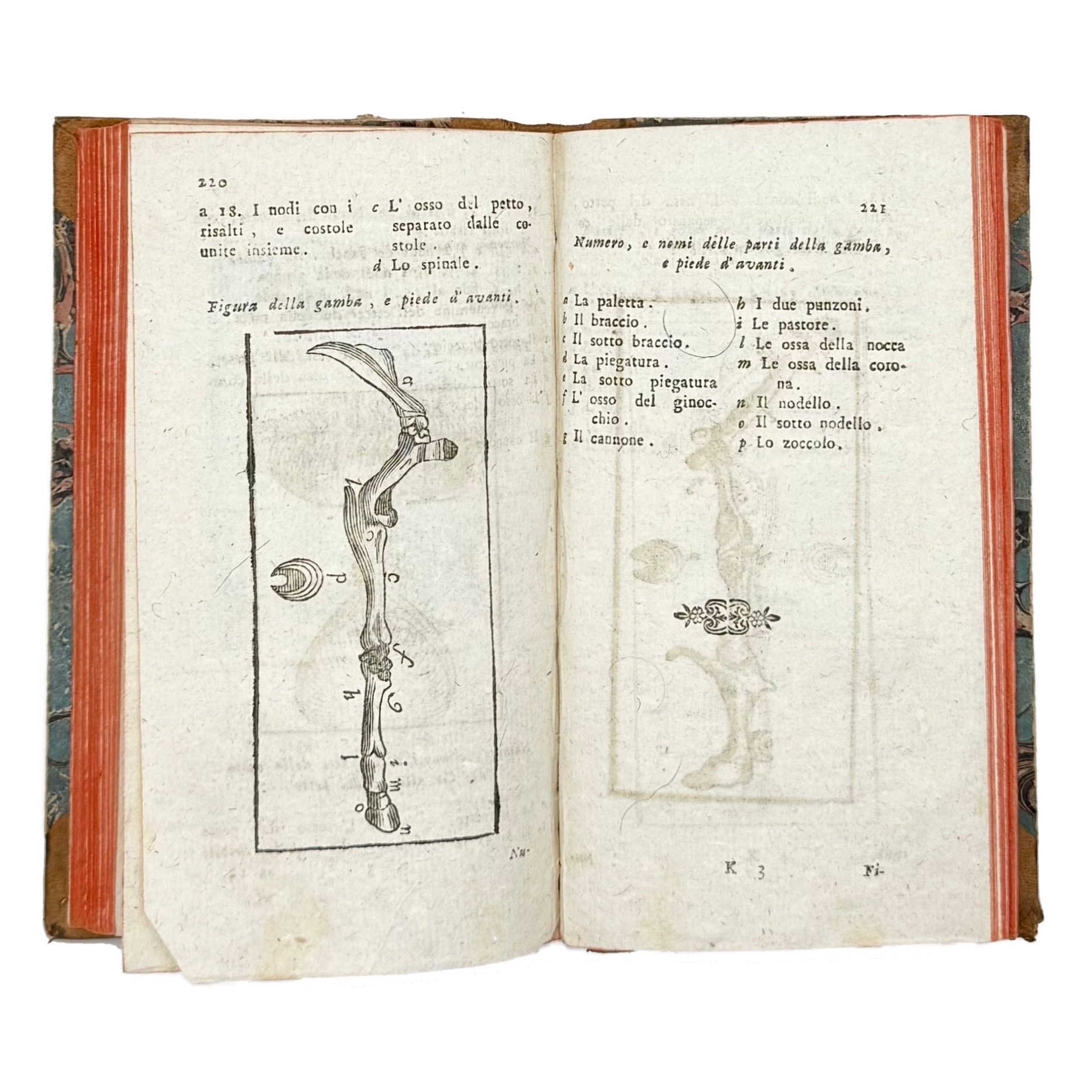 Il Gran Marescalco Francese by Davini, Giovanni Battista; Vallisneri, Antonio, a rare illustrated detail of the 1799 - illustrated book.