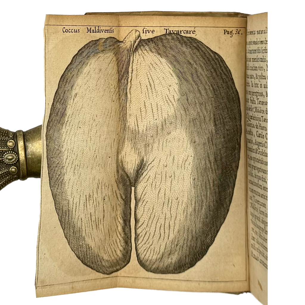 Experimenta Circa Varias Res Naturales by Redi, Francesco, a rare selected detail of the 1685 - curiosa & occulta book.
