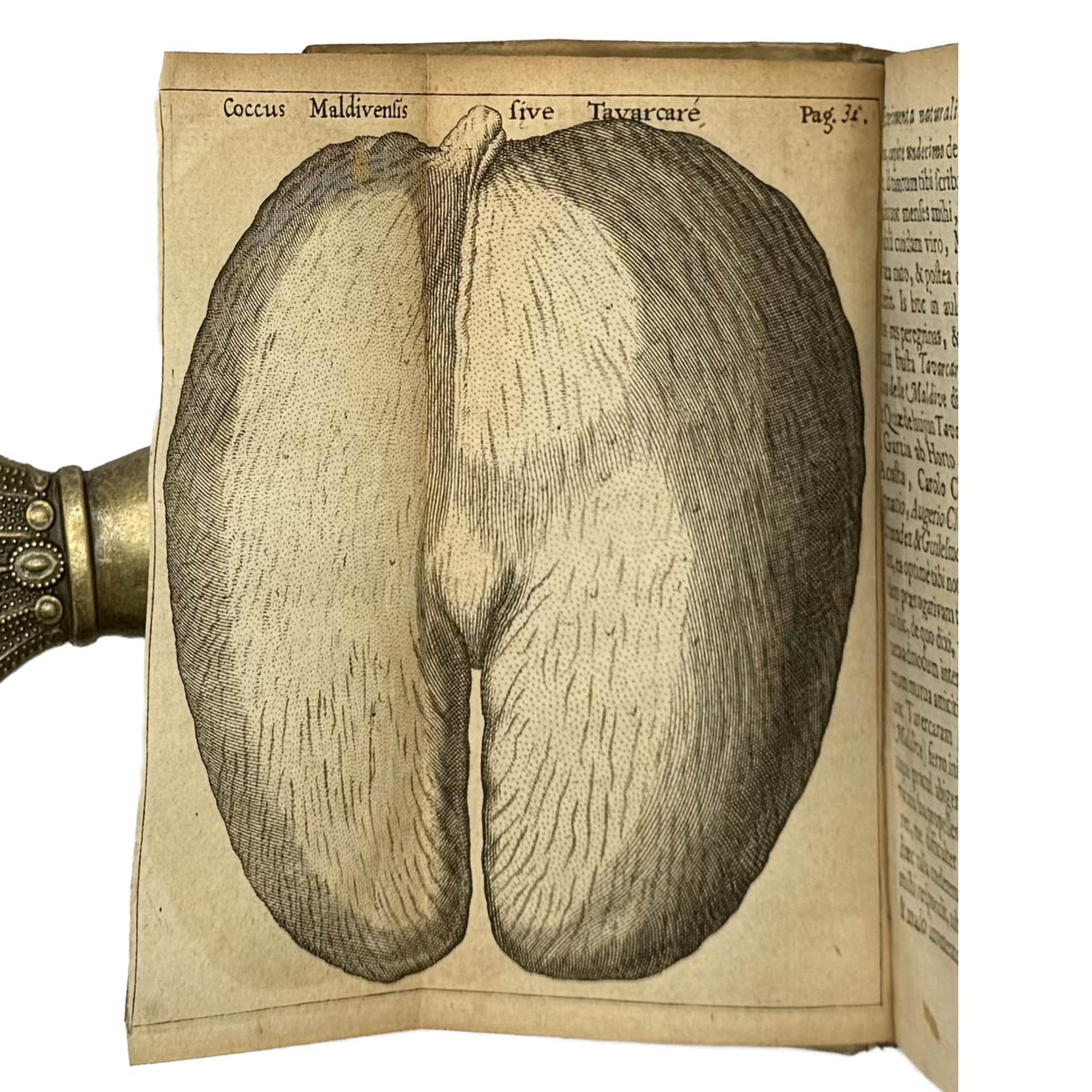 Experimenta Circa Varias Res Naturales by Redi, Francesco, a rare selected detail of the 1685 - curiosa & occulta book.