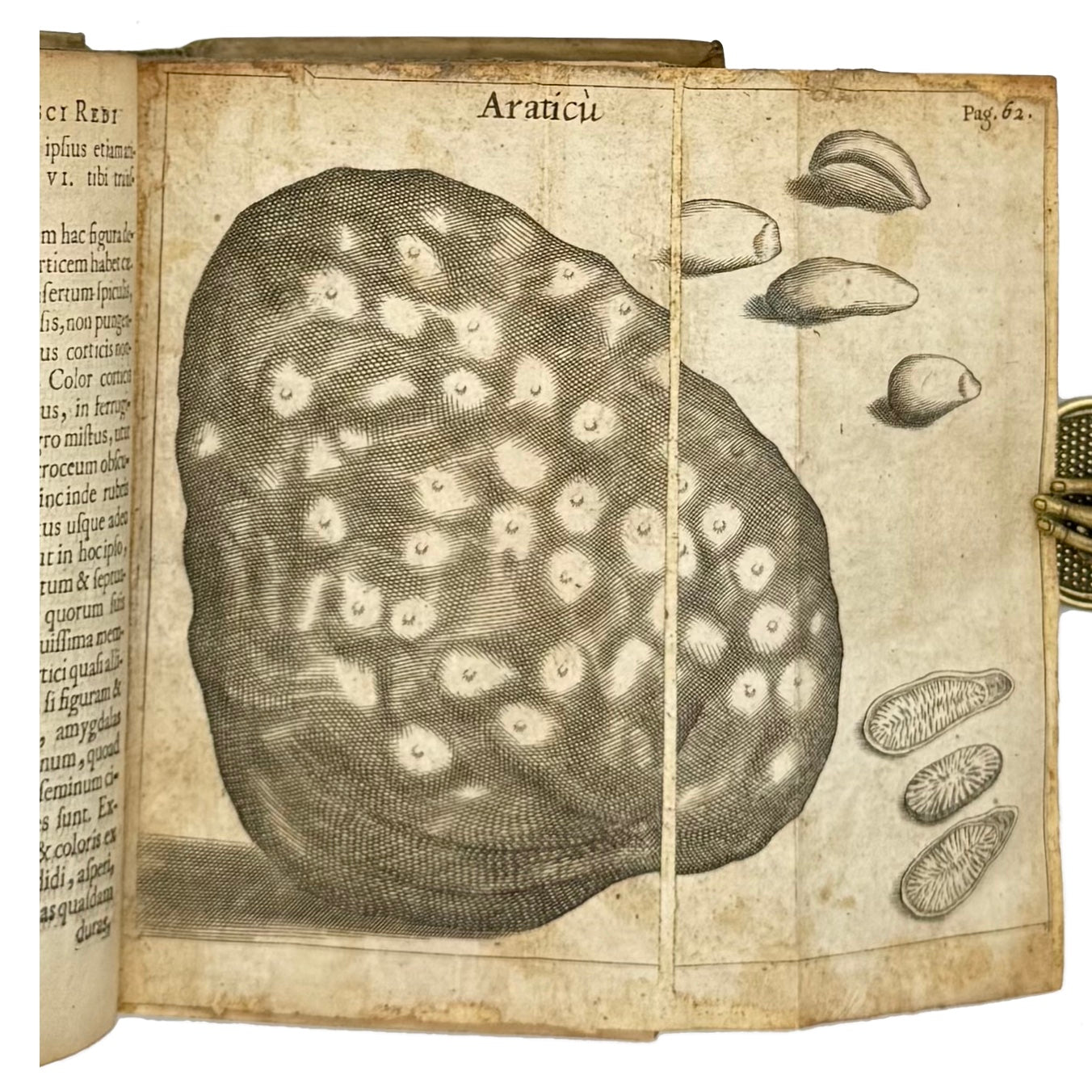 Experimenta Circa Varias Res Naturales by Redi, Francesco, a rare image from the book of the 1685 - curiosa & occulta book.