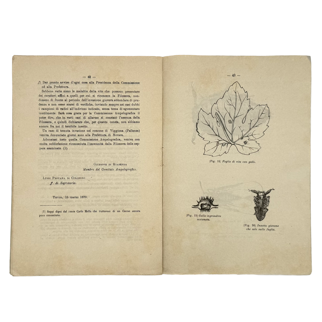 Sulla Filossera. Due Conferenze Tenutesi Nel Comizio Agrario Di Torino by Rovasenda, Giuseppe, a rare sample view of the 1879 - wine book.