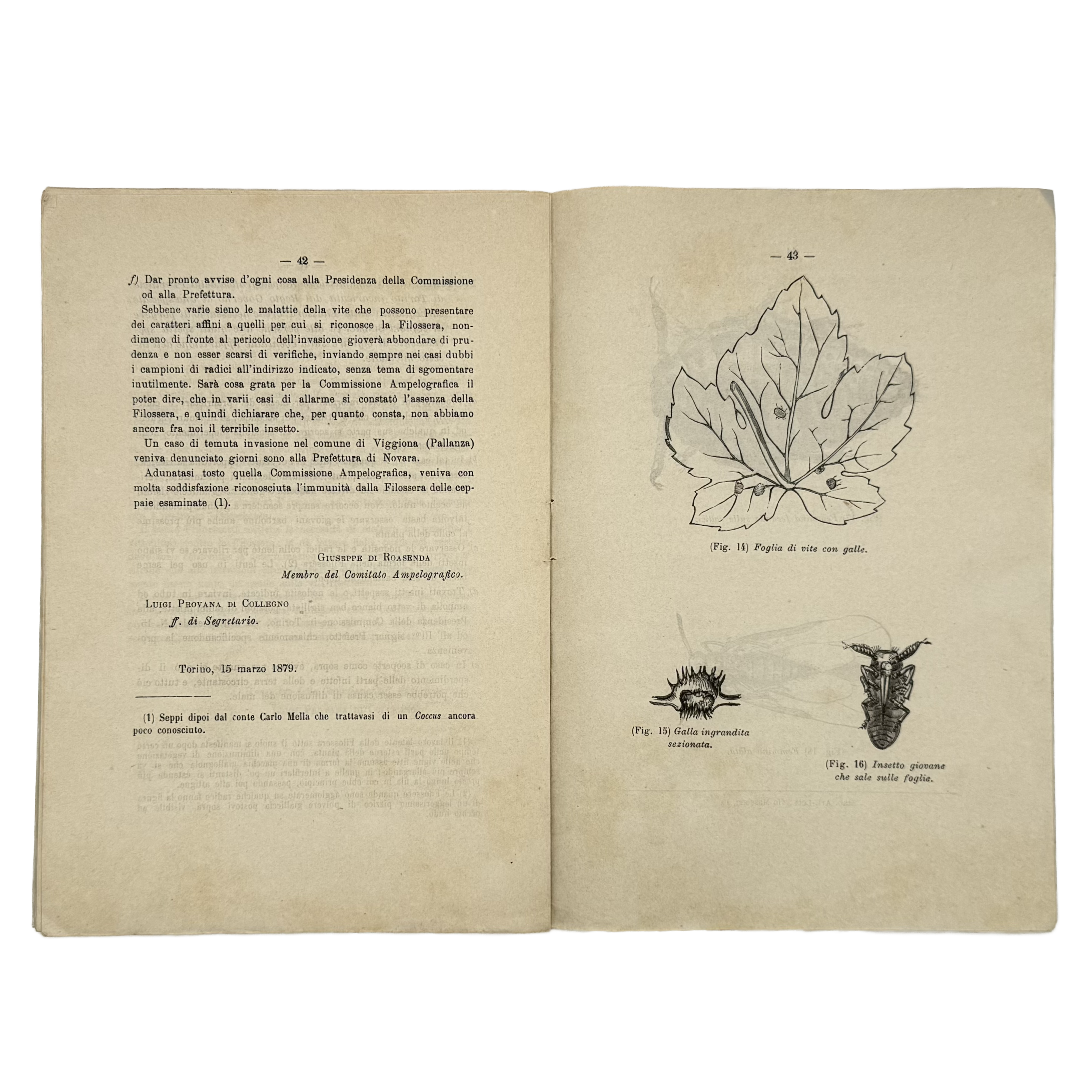 Sulla Filossera. Due Conferenze Tenutesi Nel Comizio Agrario Di Torino by Rovasenda, Giuseppe, a rare sample view of the 1879 - wine book.