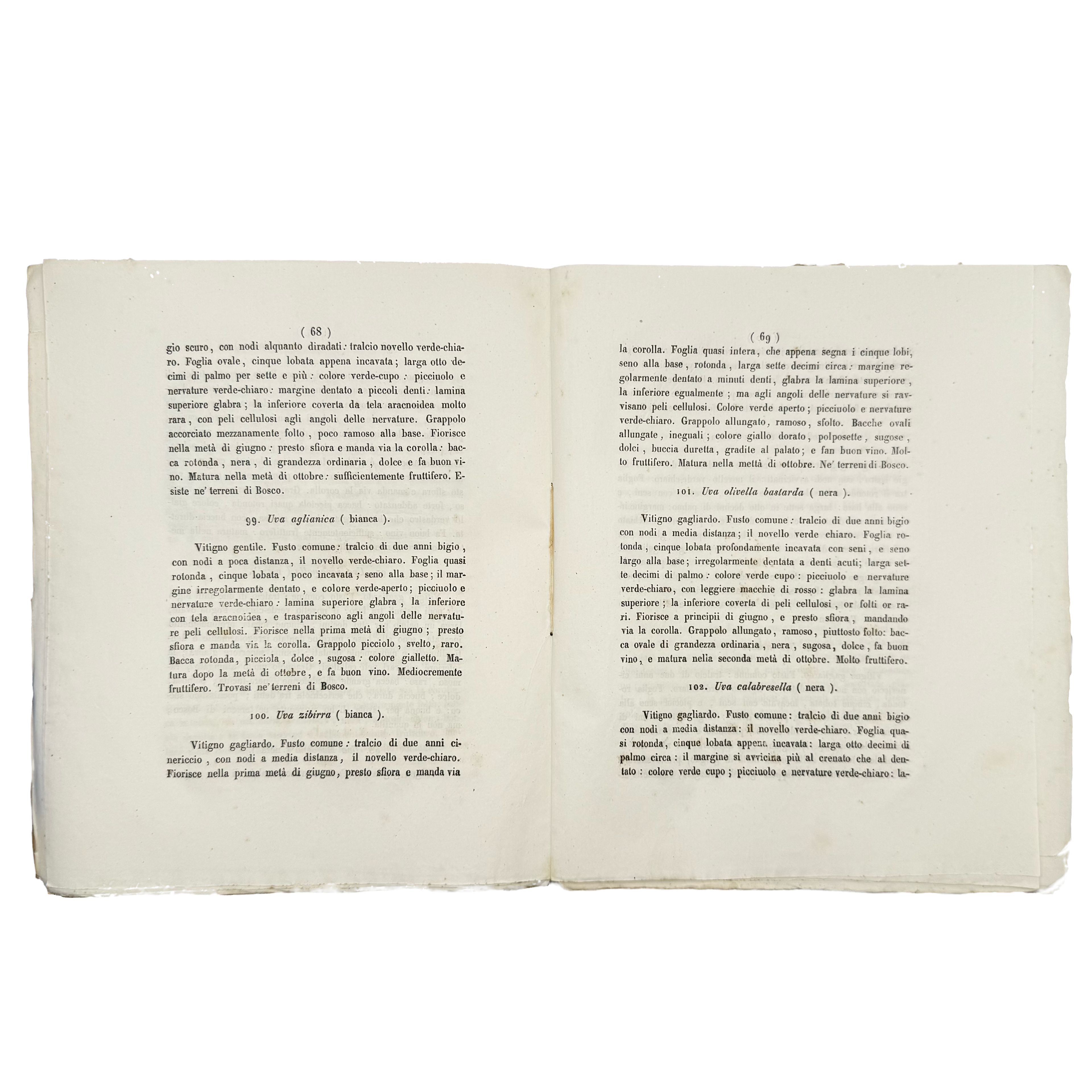 Delle Varietà De' Vitigni Del Vesuvio E Del Somma by Semmola, Vincenzo, a rare fascinating view of the 1848 - wine book.