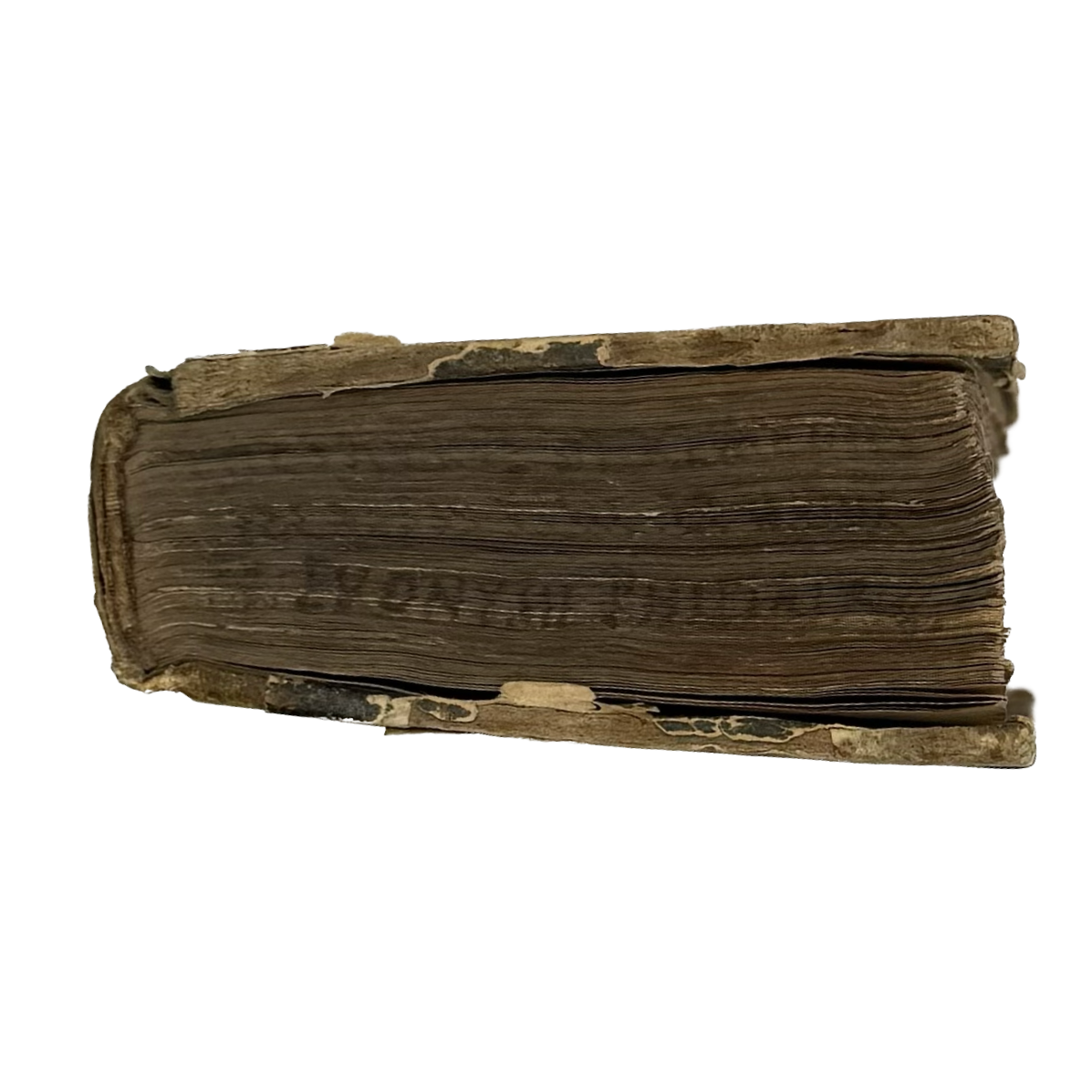 Thesaurus Euonymi Philiatri De Remediis Secretis by Gesner, Conrad, a rare selected detail of the 1554 - illustrated book.