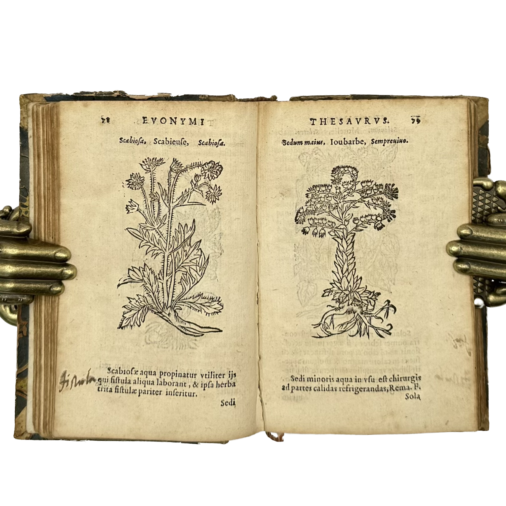 Thesaurus Euonymi Philiatri De Remediis Secretis by Gesner, Conrad, a rare view of the 1554 - illustrated book.