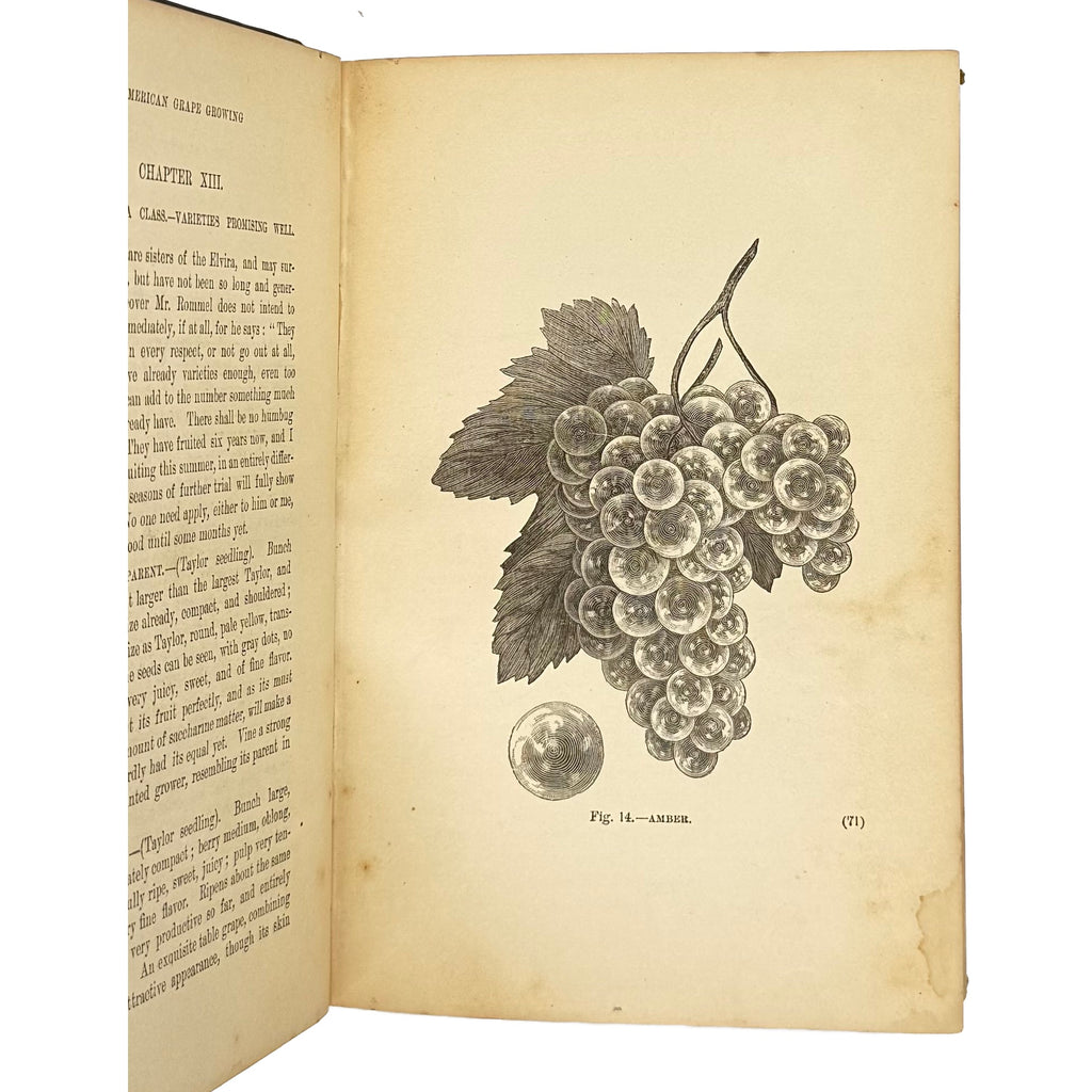 American Grape Growing And Wine Making. by Husmann, George, a rare detail view of the 1883 - wine book.