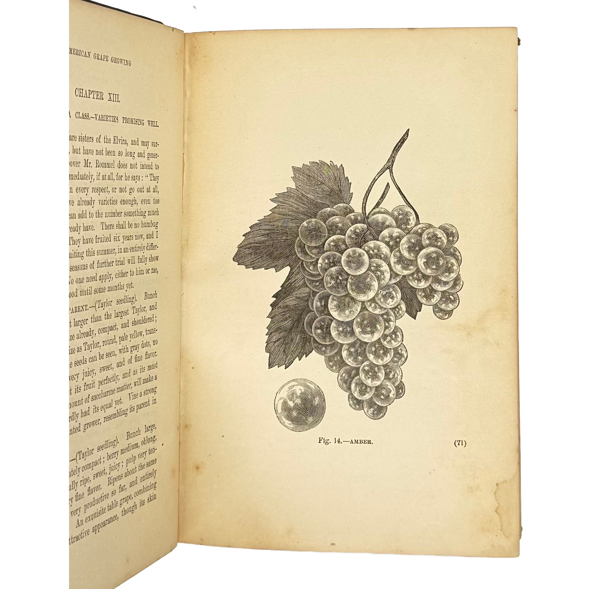 American Grape Growing And Wine Making. by Husmann, George, a rare detail view of the 1883 - wine book.