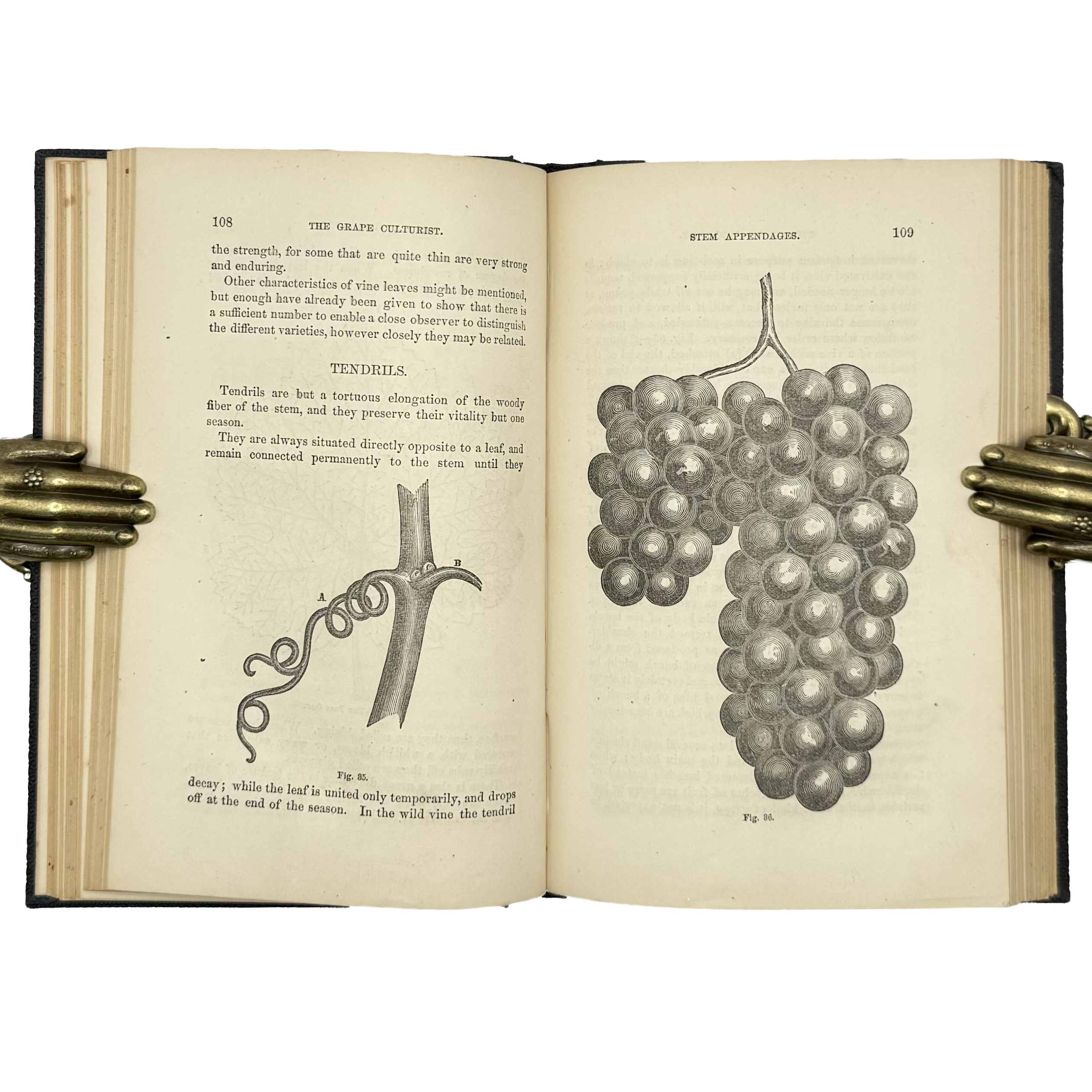 The Grape Culturist by Fuller, Andrew S., a rare captivating detail of the 1866 - wine book.