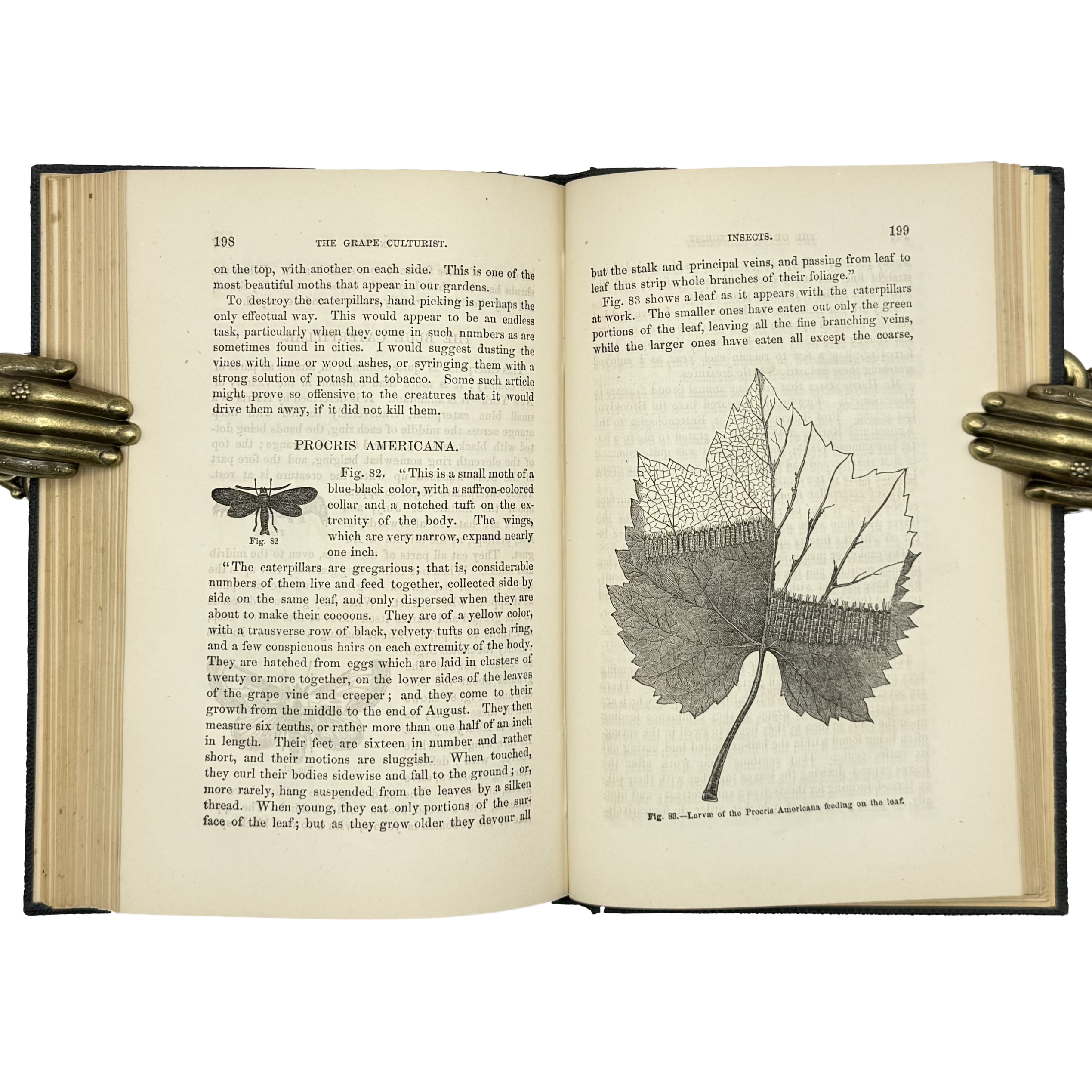 The Grape Culturist by Fuller, Andrew S., a rare highlight from the volume of the 1866 - wine book.