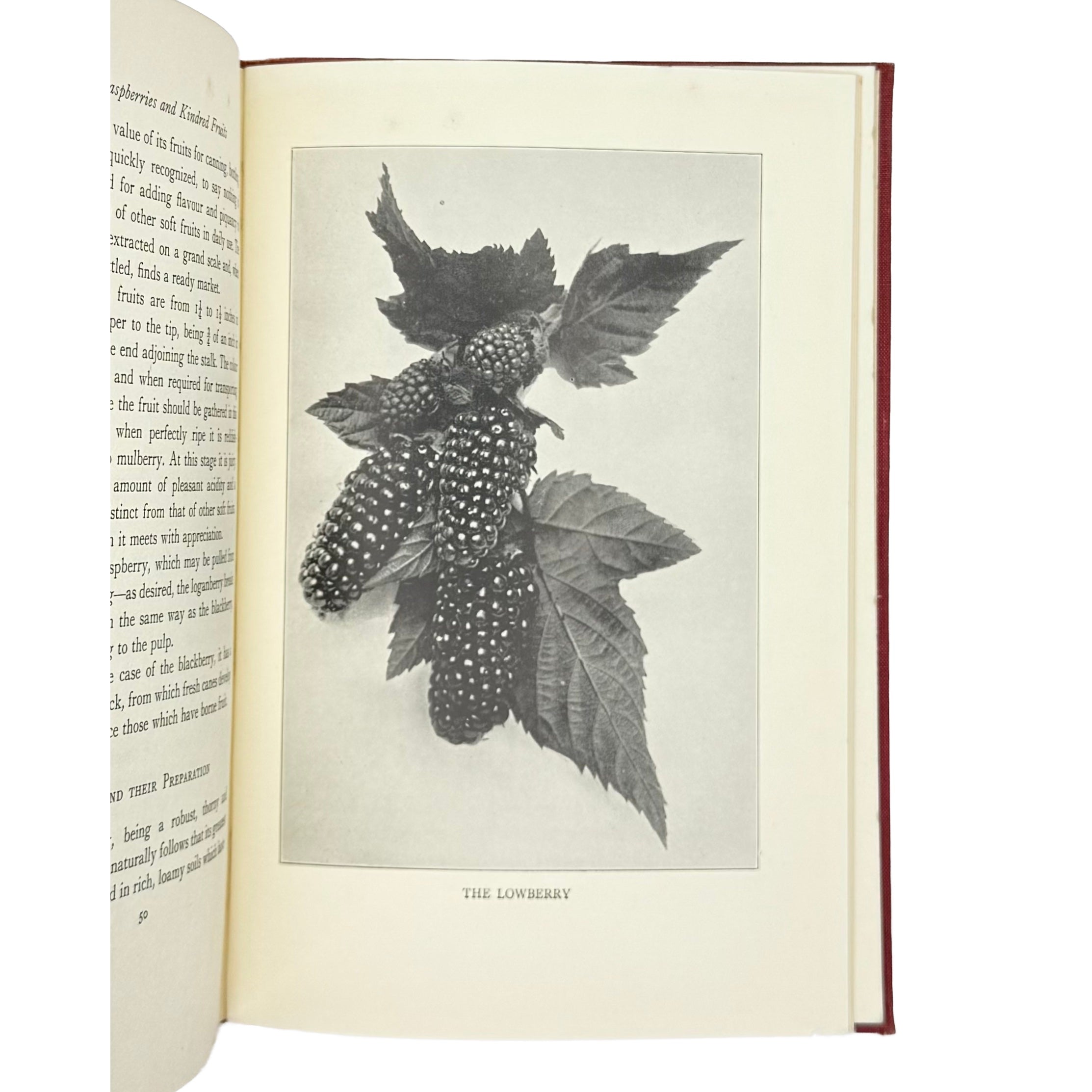 Raspberries by Markham, Ernest, a rare view of the 1936 - gastronomy book.
