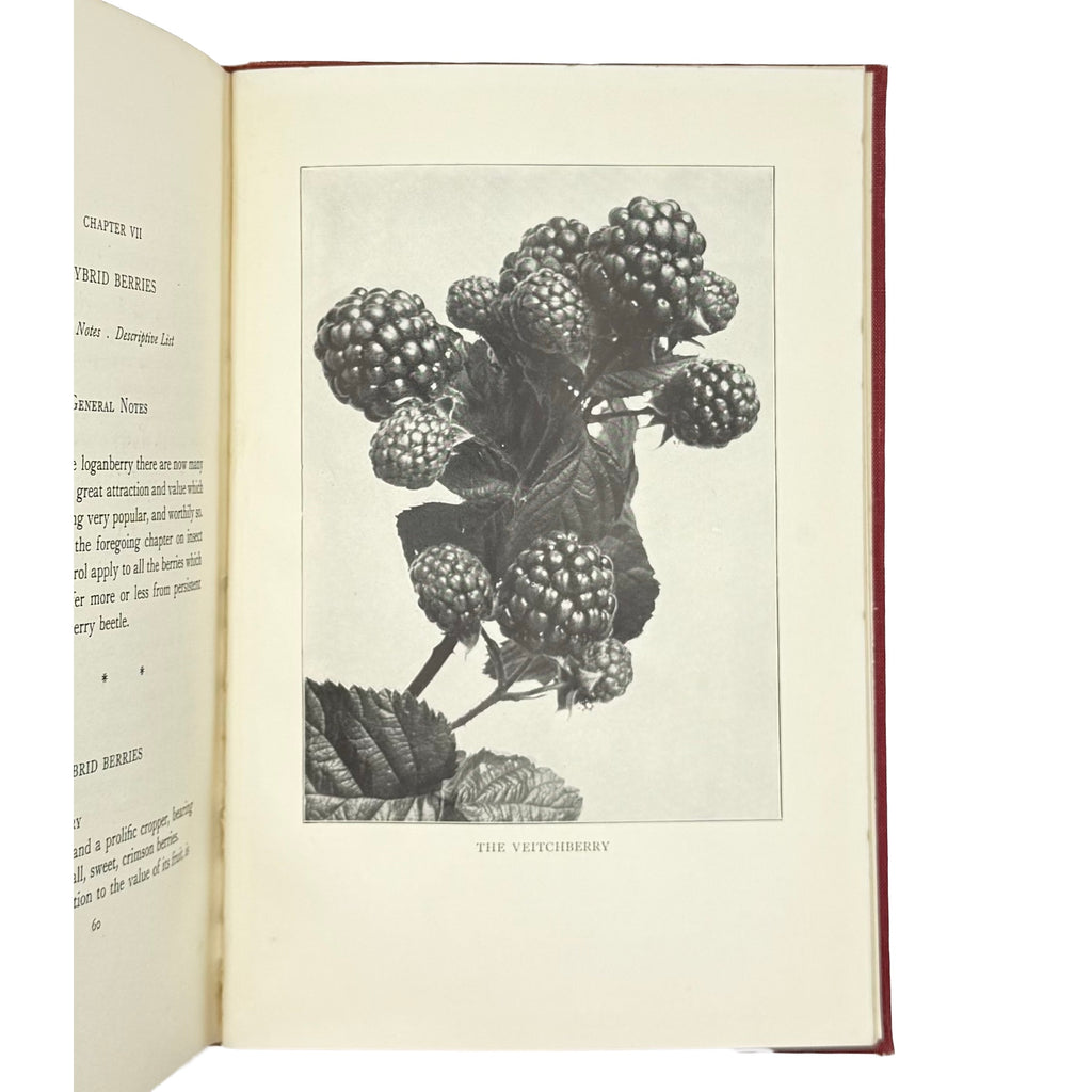 Raspberries by Markham, Ernest, a rare sample view of the 1936 - gastronomy book.