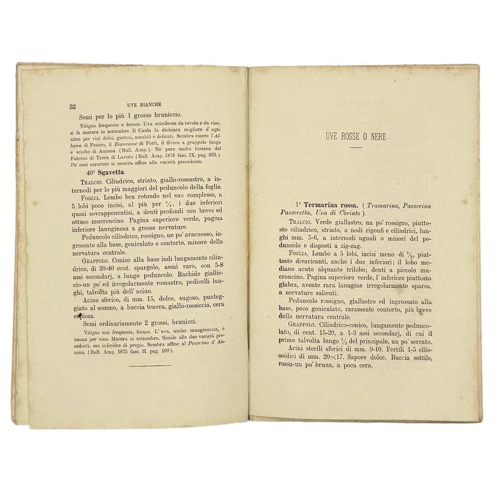 Contributo All'Ampelografia Modenese by Malavasi, Lodovico, a rare photograph of the 1879 - wine book.