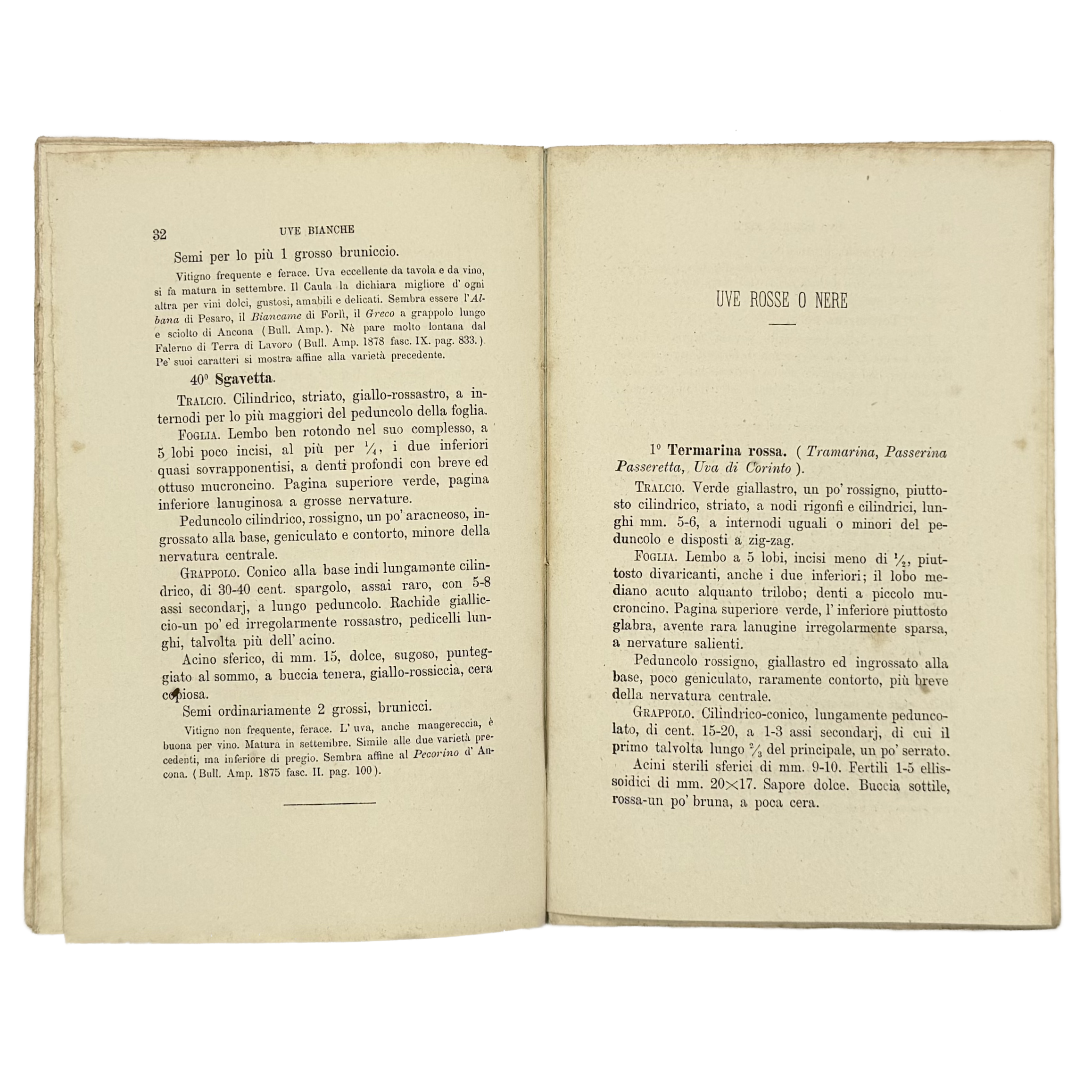 Contributo All'Ampelografia Modenese by Malavasi, Lodovico, a rare photograph of the 1879 - wine book.