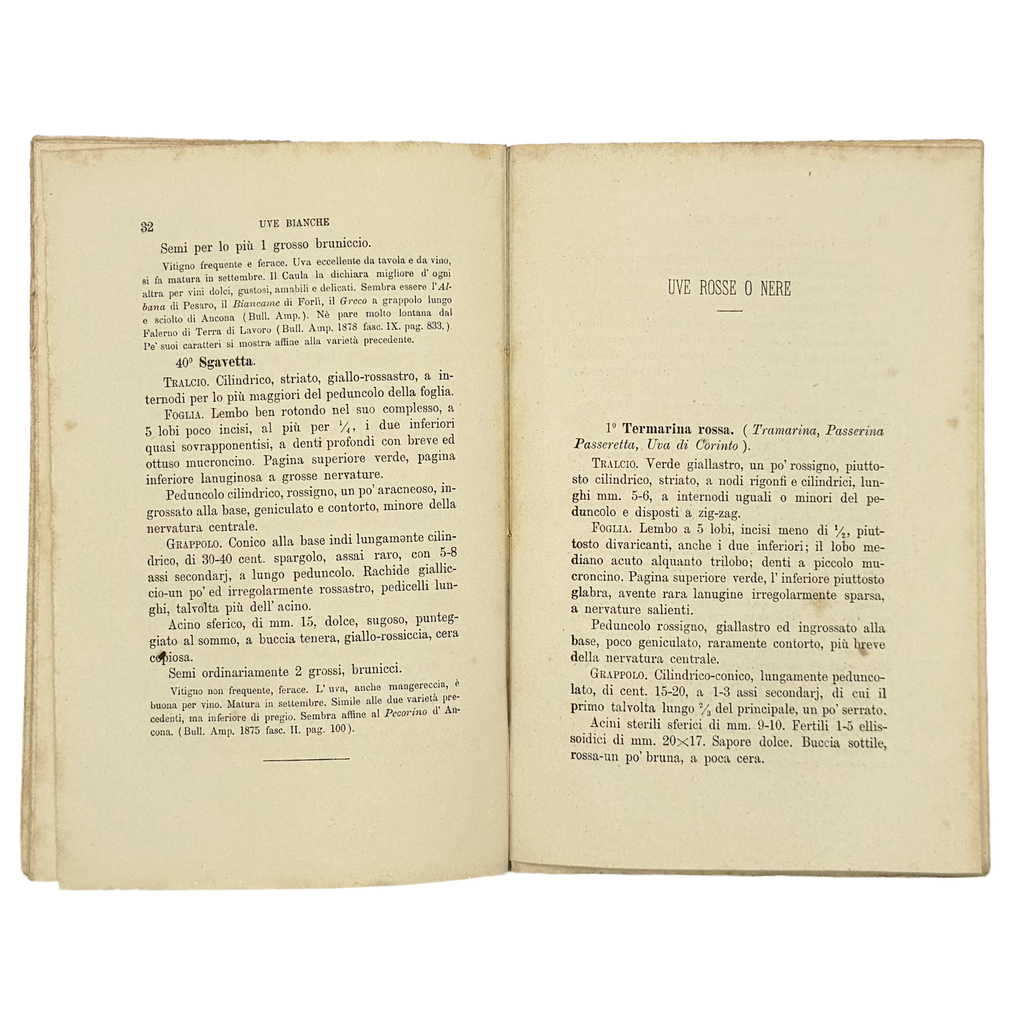 Contributo All'Ampelografia Modenese by Malavasi, Lodovico, a rare image from the book of the 1879 - wine book.