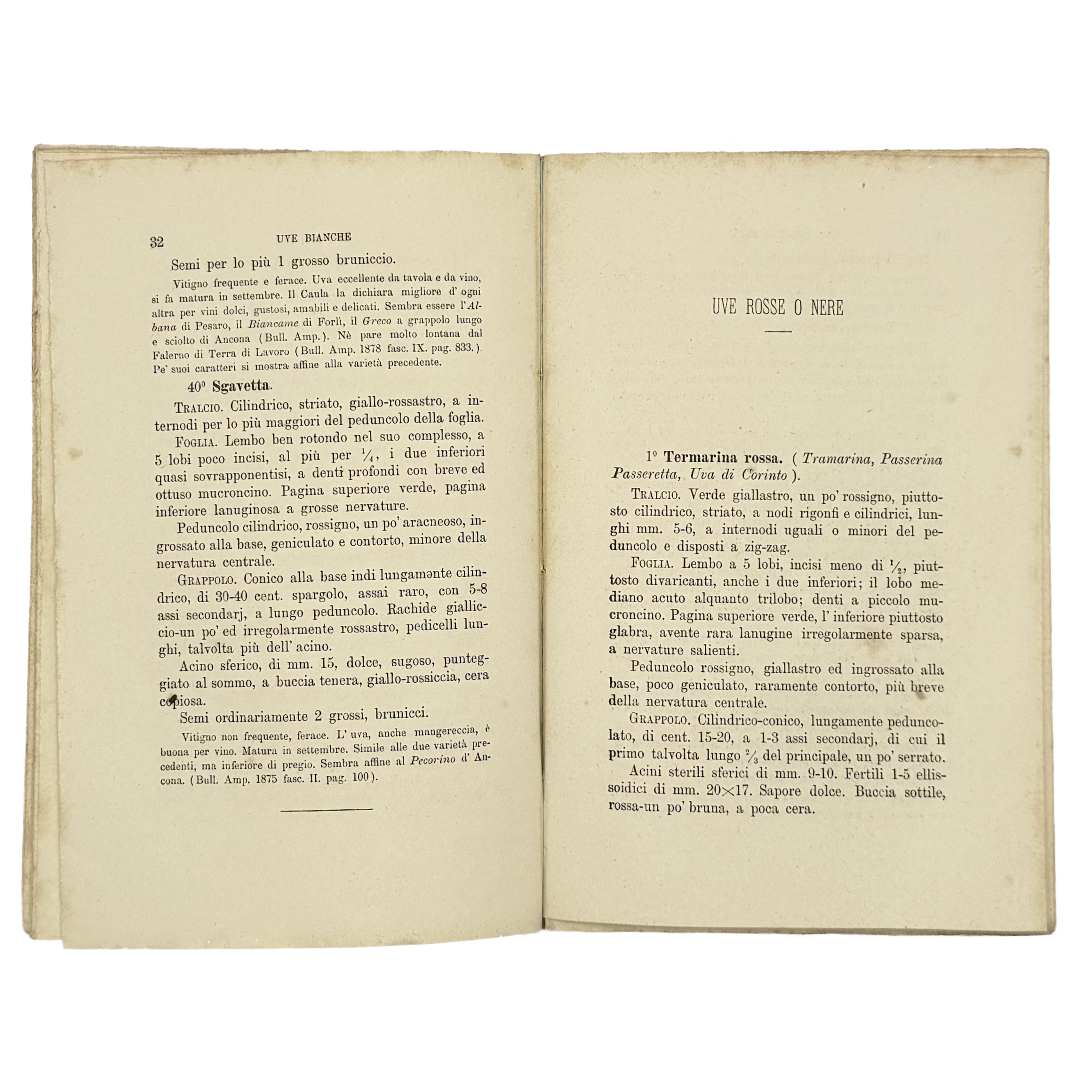 Contributo All'Ampelografia Modenese by Malavasi, Lodovico, a rare image from the book of the 1879 - wine book.