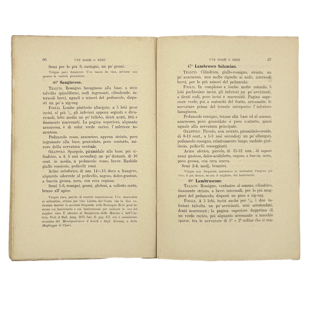 Contributo All'Ampelografia Modenese by Malavasi, Lodovico, a rare highlight from the volume of the 1879 - wine book.