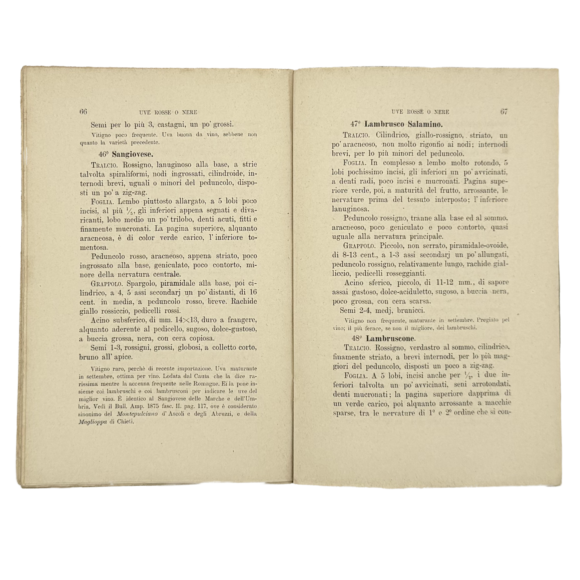 Contributo All'Ampelografia Modenese by Malavasi, Lodovico, a rare highlight from the volume of the 1879 - wine book.