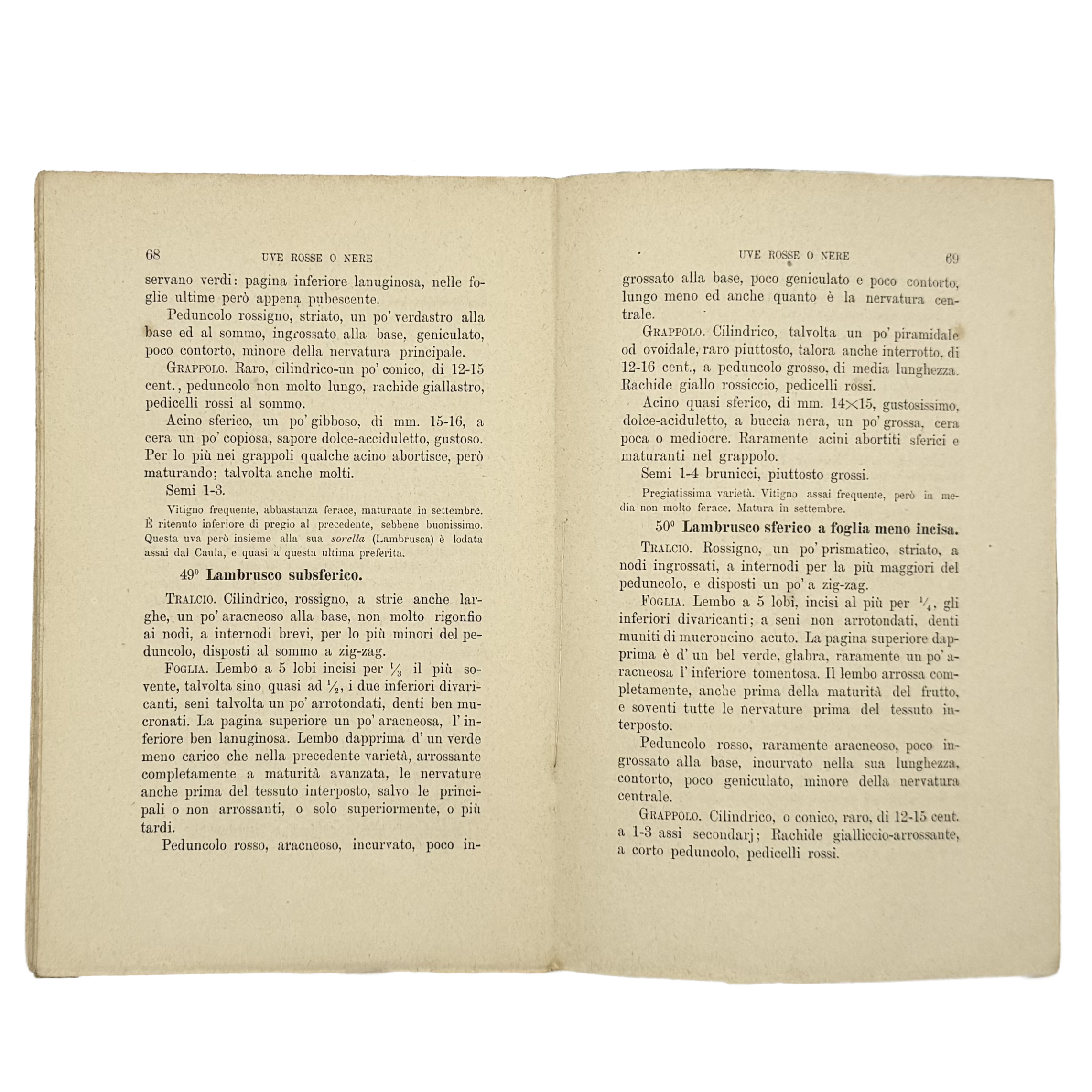 Contributo All'Ampelografia Modenese by Malavasi, Lodovico, a rare example from the work of the 1879 - wine book.