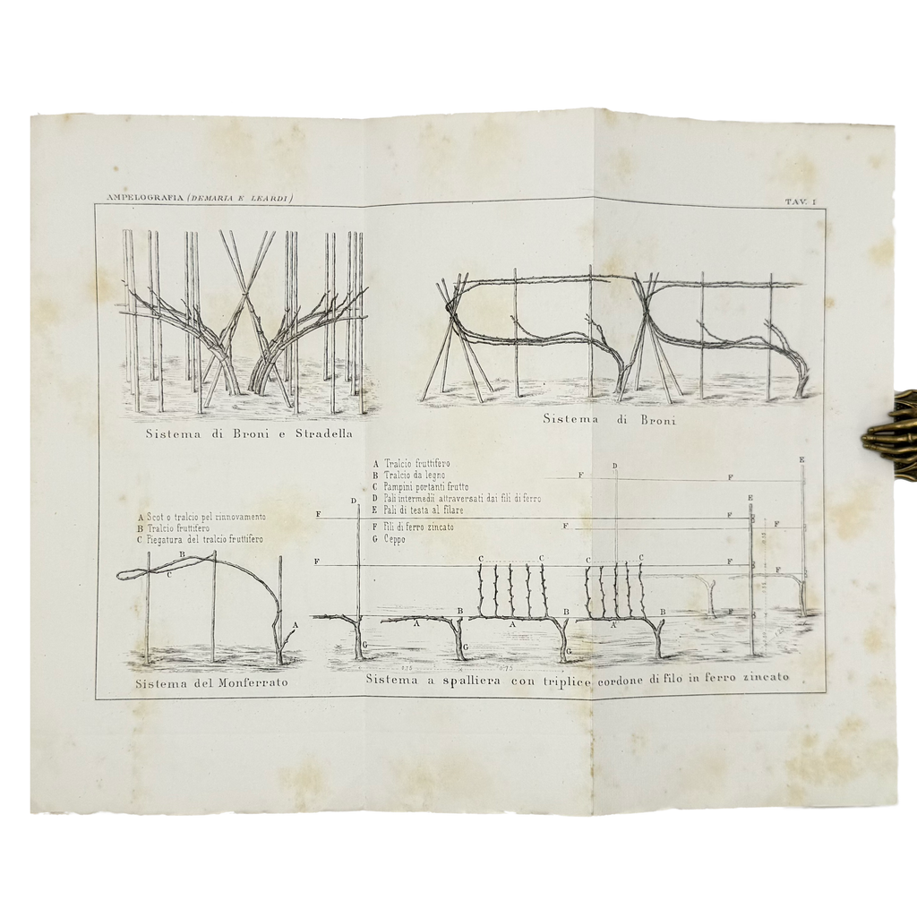 Ampelografia Della Provincia Di Alessandria by De Maria, P.P.; Leardi, C., a rare selected detail of the 1875 - wine book.