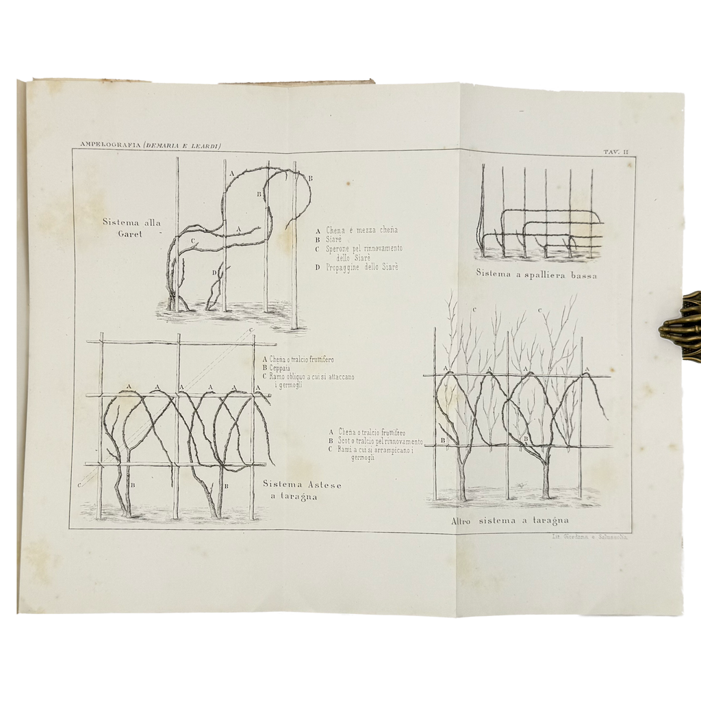 Ampelografia Della Provincia Di Alessandria by De Maria, P.P.; Leardi, C., a rare interior highlight of the 1875 - wine book.