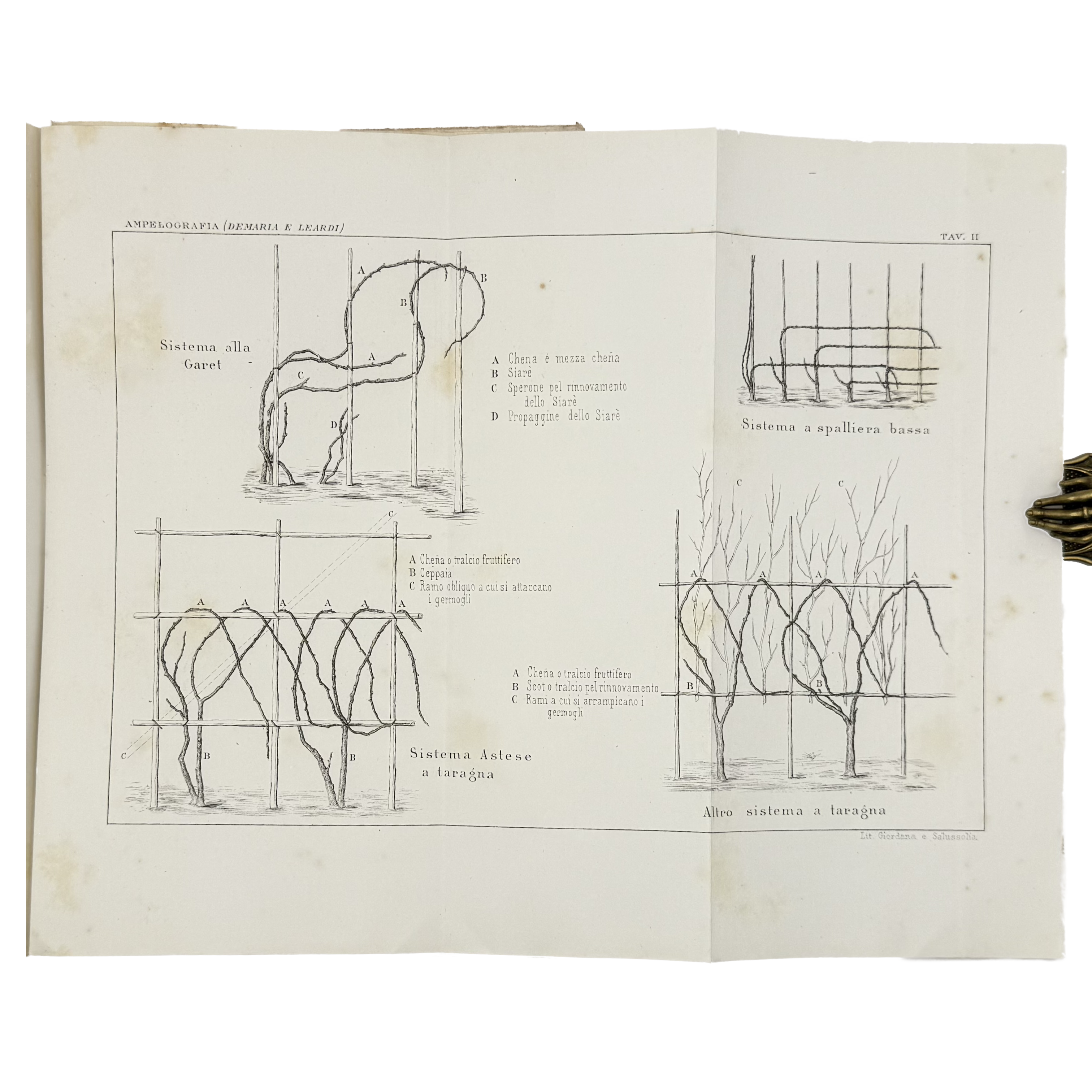 Ampelografia Della Provincia Di Alessandria by De Maria, P.P.; Leardi, C., a rare interior highlight of the 1875 - wine book.