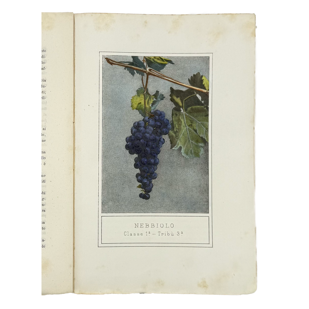 Ampelografia Della Provincia Di Alessandria