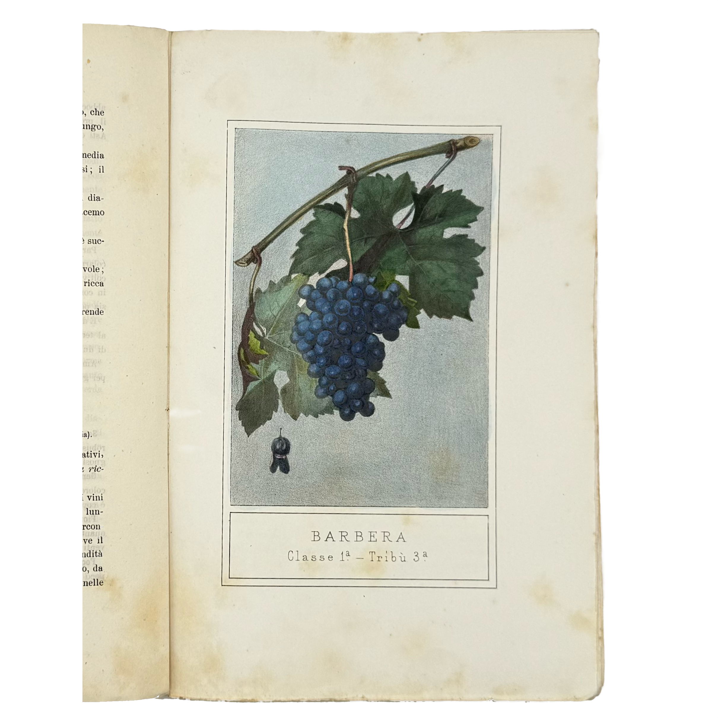 Ampelografia Della Provincia Di Alessandria