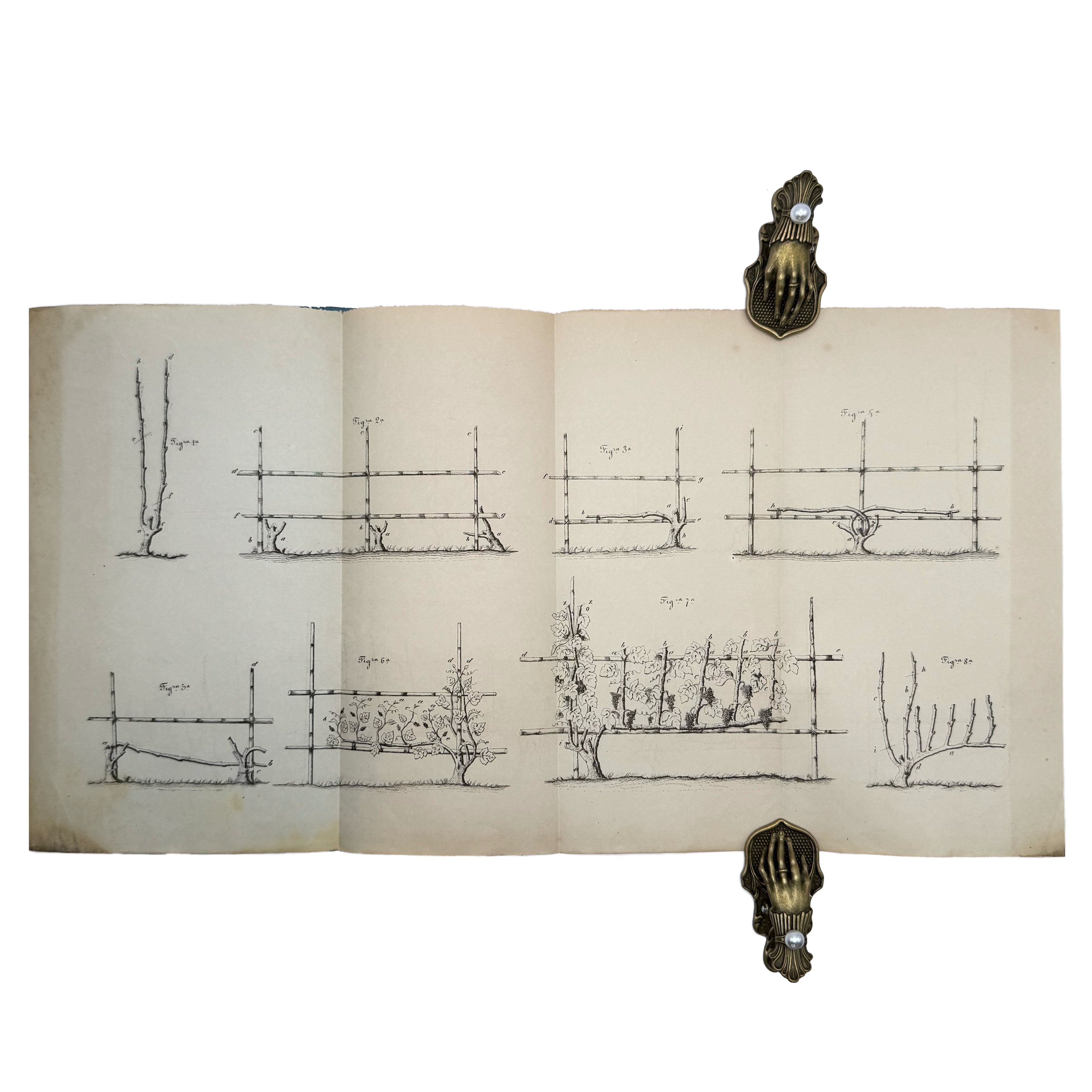 Metodo razionale per piantare una vigna la quale fruttificasse presto by Zita, Achille: a noteworthy detail captured from the 1876 wine & viticulture printed work