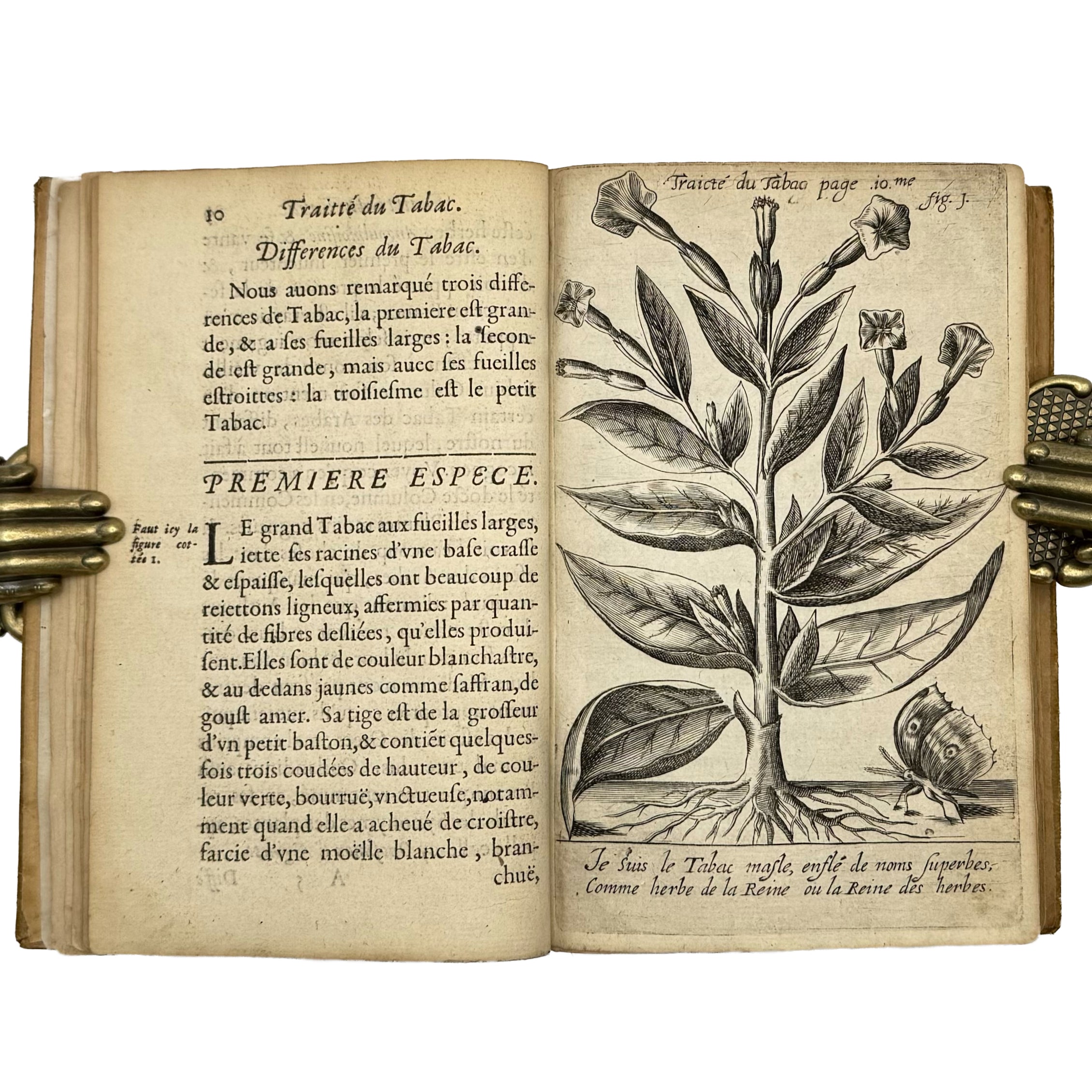 Traicté du Tabac, ou Nicotiane, panacée, pétun: Autrement Herbe à la Reyne by Neander, Johann: a finely preserved portion of the 1626 gastronomy & pleasures copy