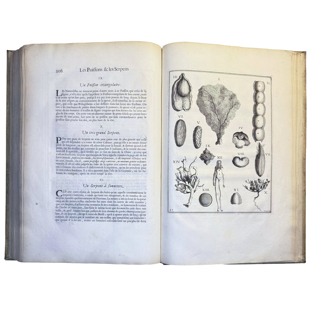 Le Cabinet de la Bibliotheque de Sainte Genevieve by Du Molinet, Claude: a singularly preserved detail from the 1692 illustrated & decorative text