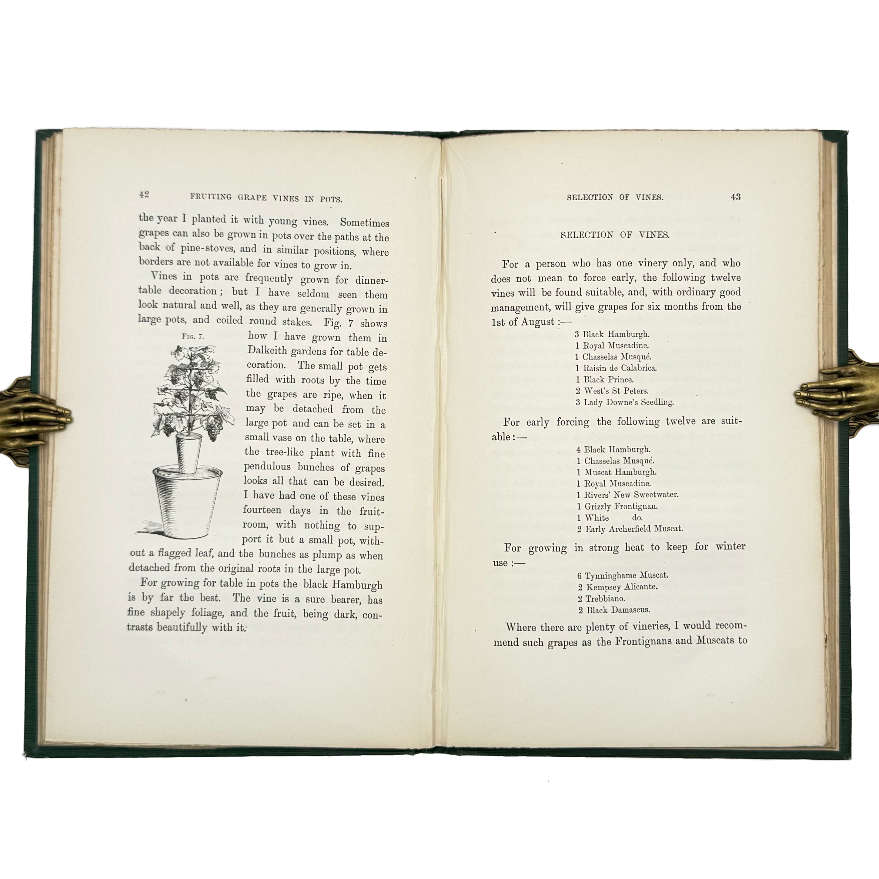 A Practical Treatise on the Cultivation of the Grape Vine by Thomson, William: a finely preserved portion of the 1862 wine & viticulture text