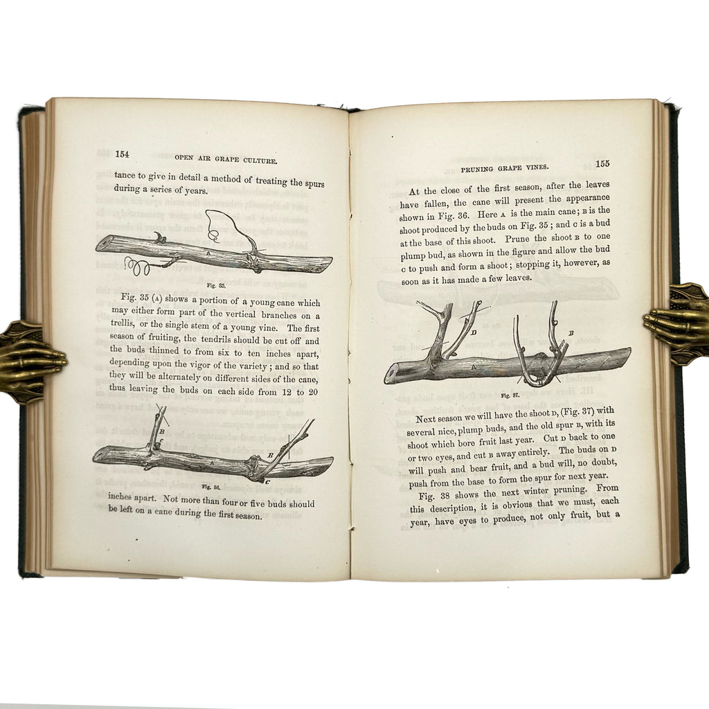 Open Air Grape Culture by Phin, John: a singularly preserved detail from the 1862 wine & viticulture edition