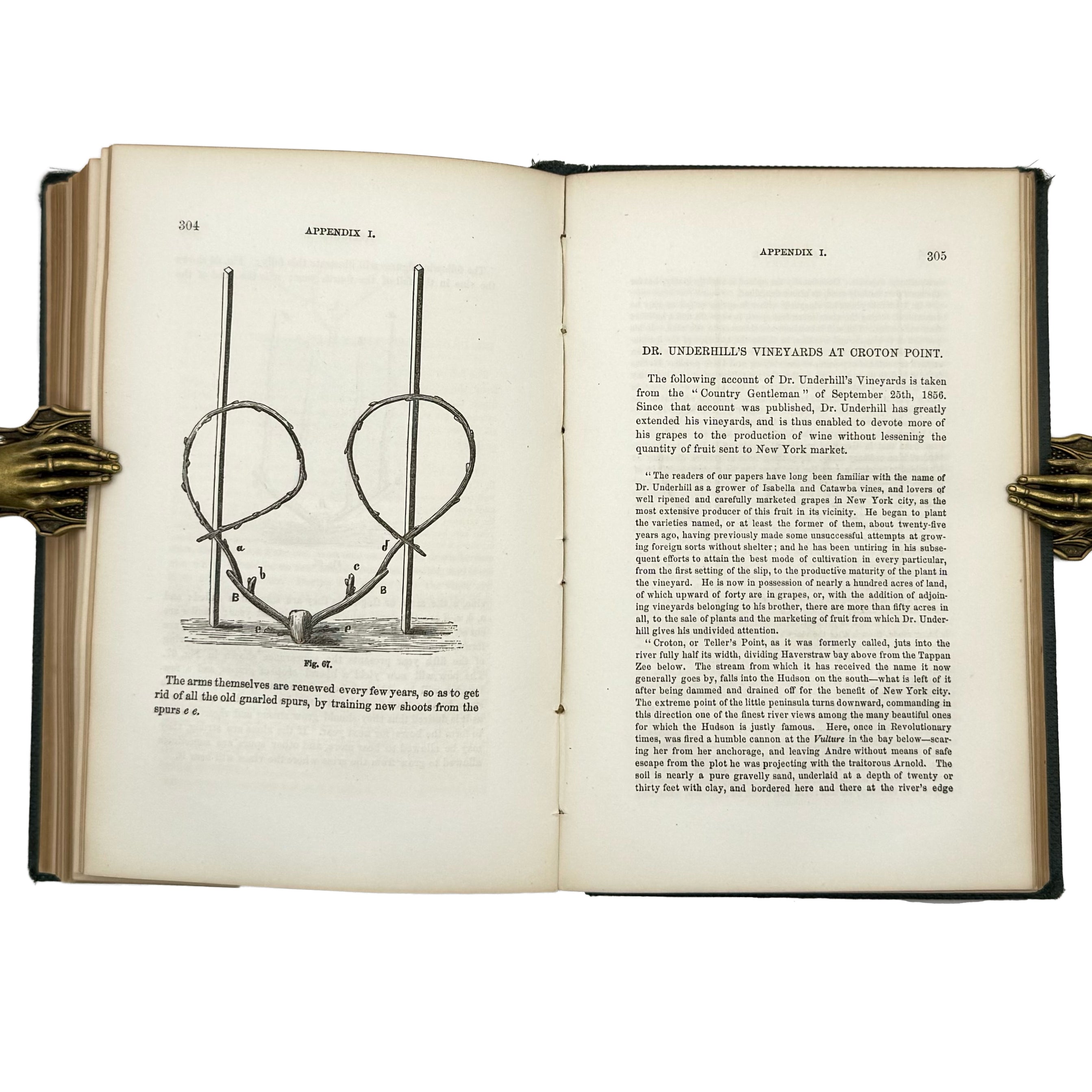 Open Air Grape Culture by Phin, John: a scarce illustrative detail of the 1862 wine & viticulture volume