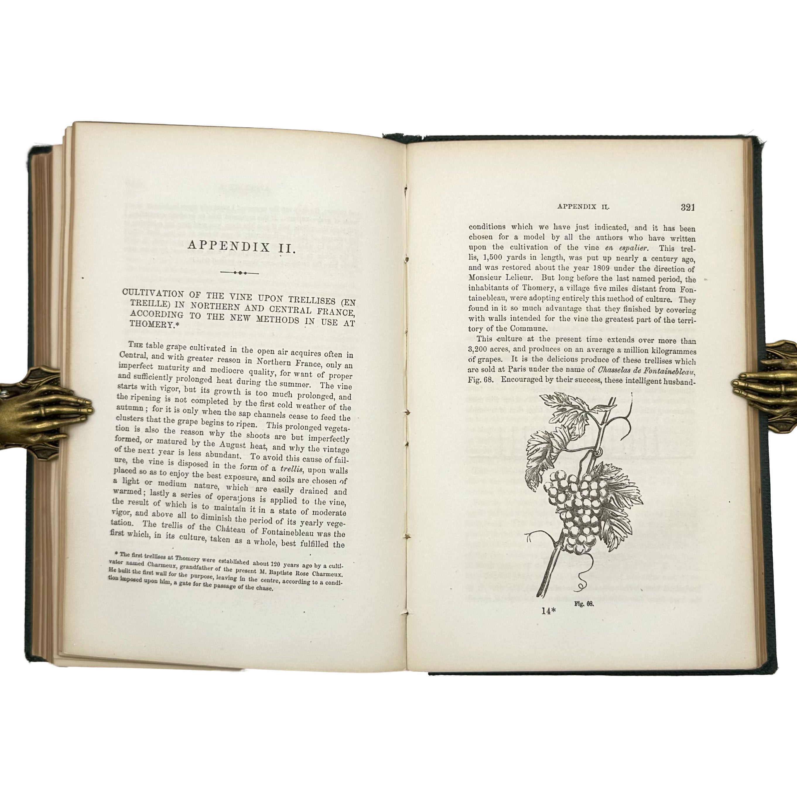 Open Air Grape Culture by Phin, John: a finely chosen detail from the 1862 wine & viticulture exemplar