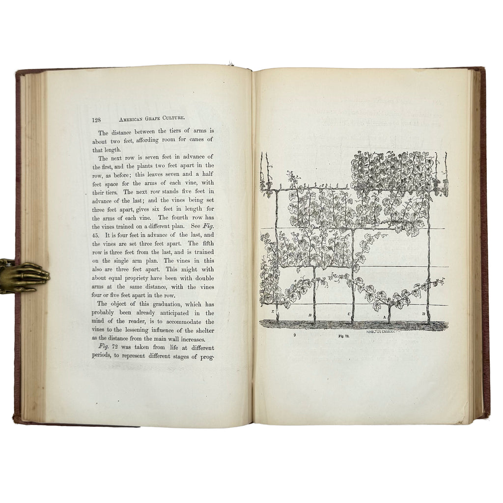 An Elementary Treatise On American Grape Culture And Wine Making by Mead, Peter B.: a scarce illustrative detail of the 1867 wine & viticulture publication