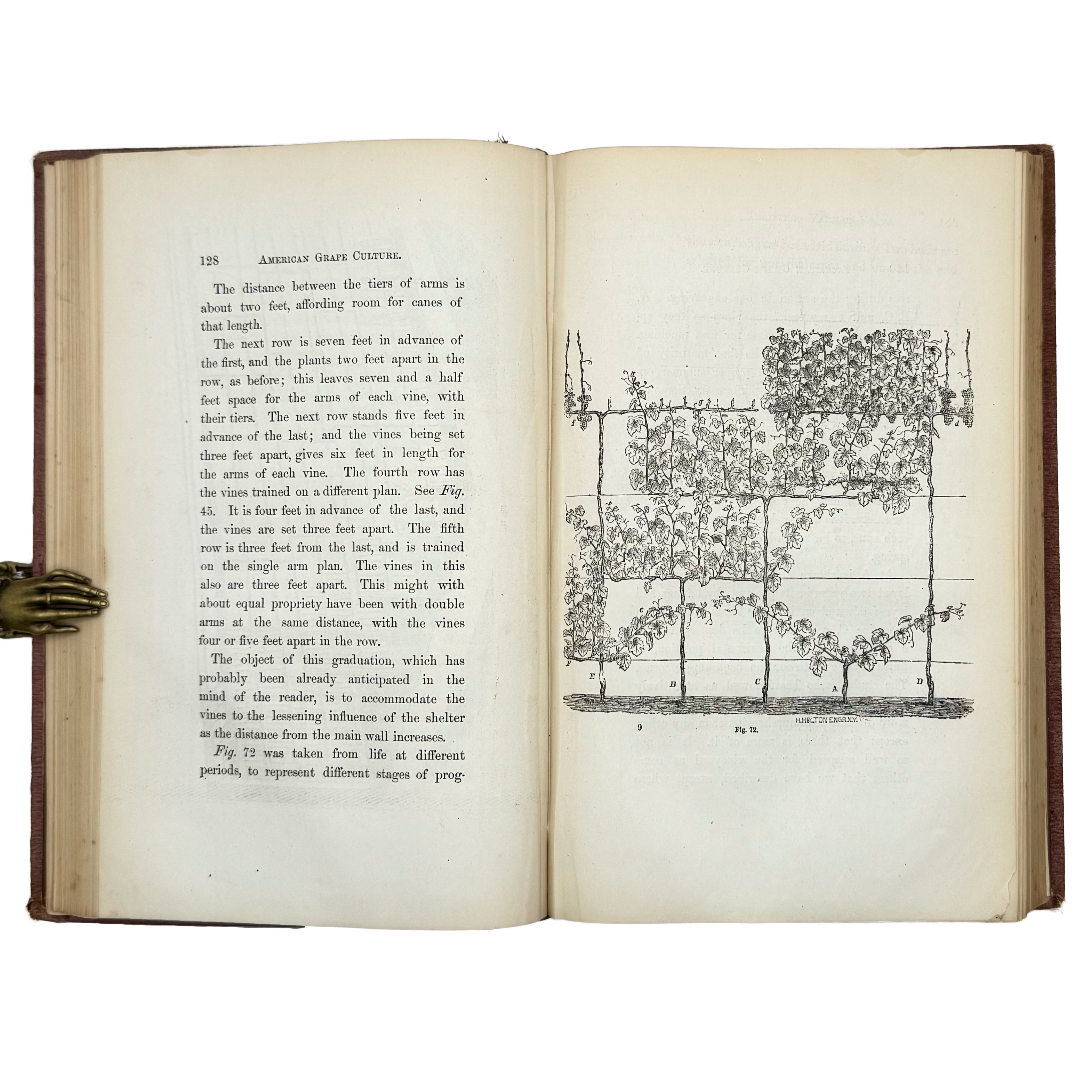 An Elementary Treatise On American Grape Culture And Wine Making by Mead, Peter B.: a scarce illustrative detail of the 1867 wine & viticulture publication