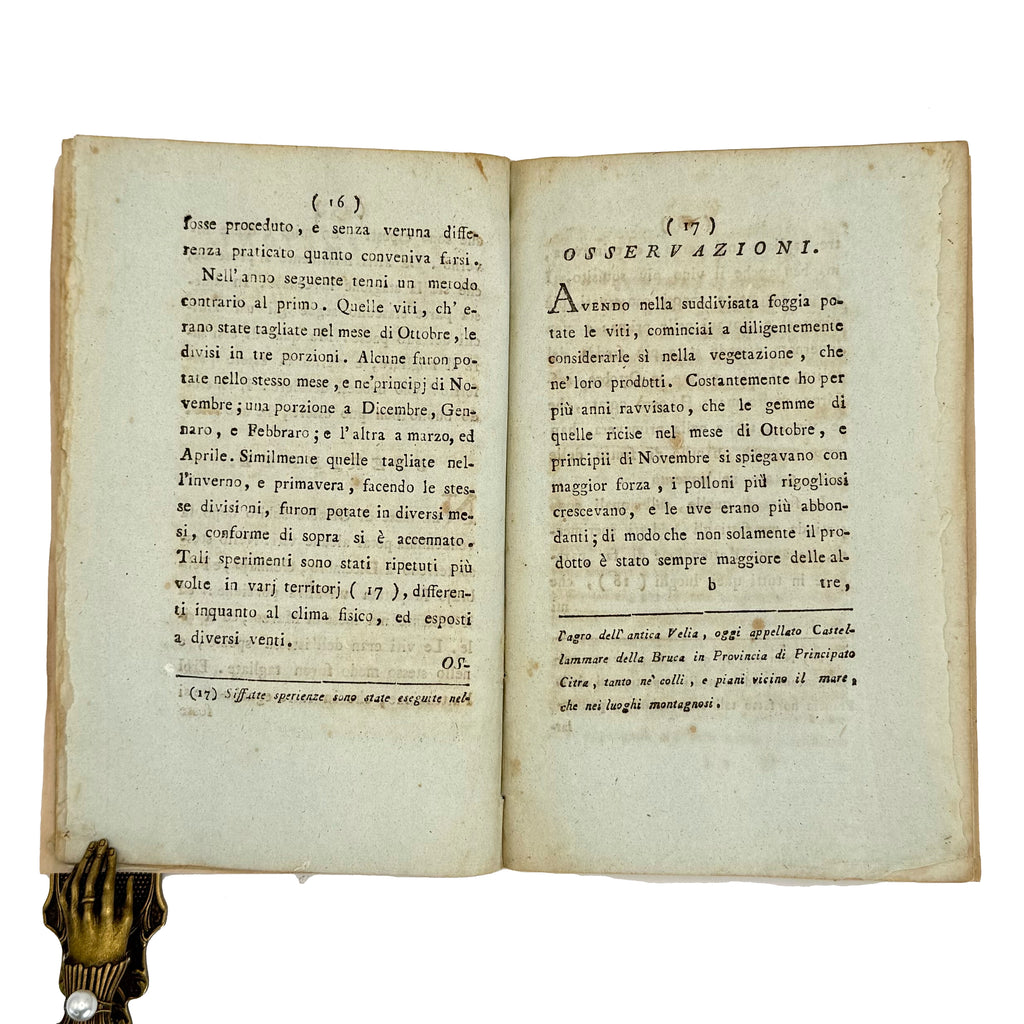 Memoria sul tempo della potatura delle viti