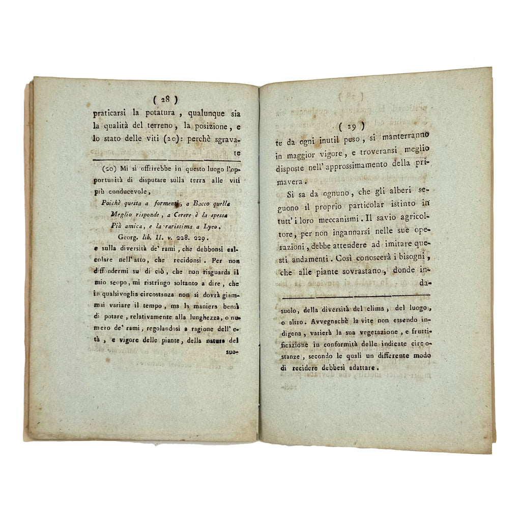 Memoria sul tempo della potatura delle viti